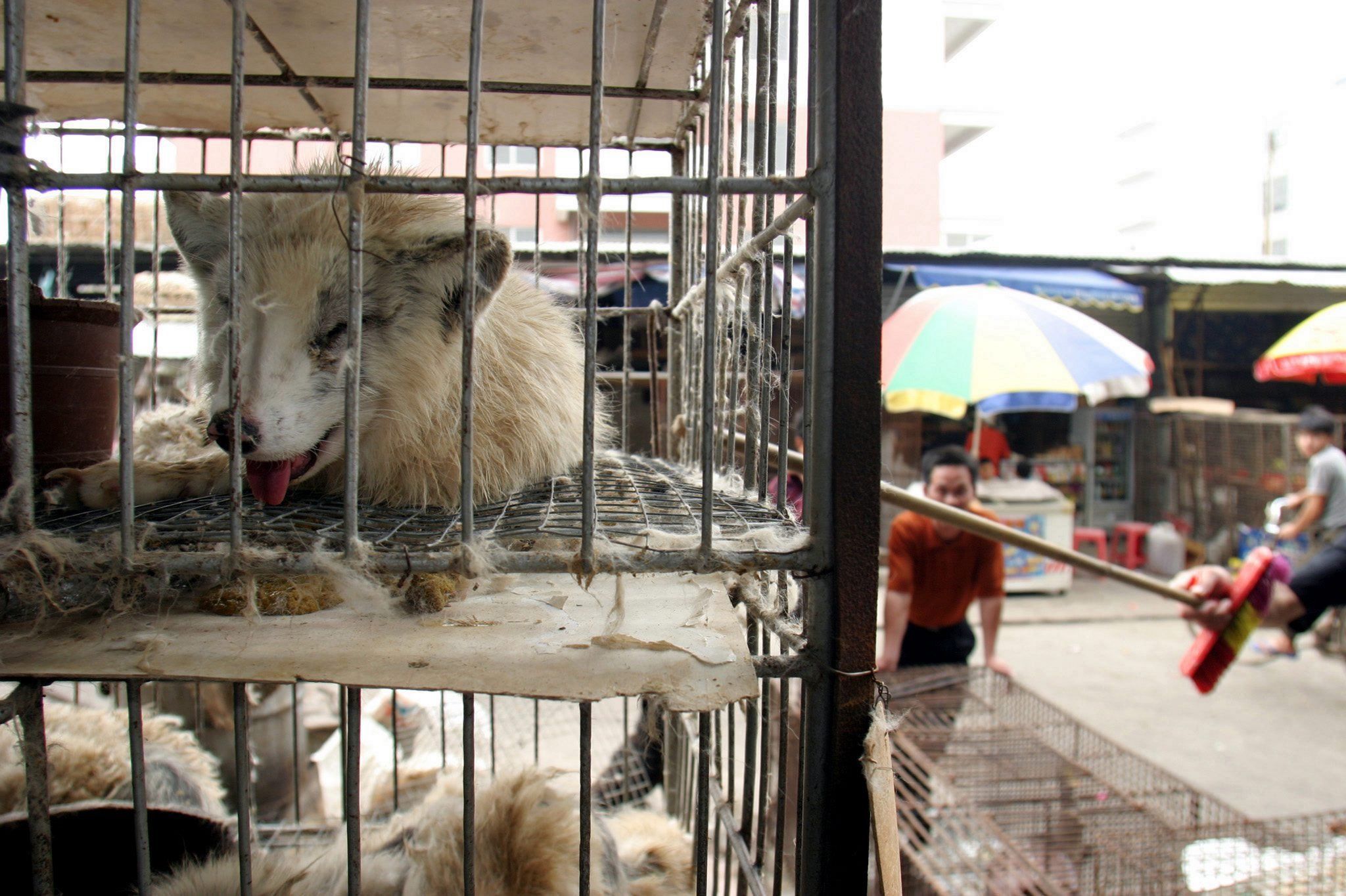 Marderhunde liegen in engen Käfigen auf einem Markt in China. (Archivbild)