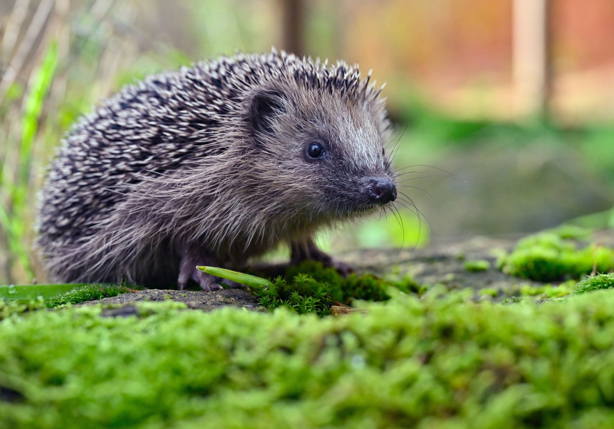 Igel werden von Mährobotern schnell übersehen. Bereits kleine Hautverletzungen können für die Tiere lebensbedrohlich sein.