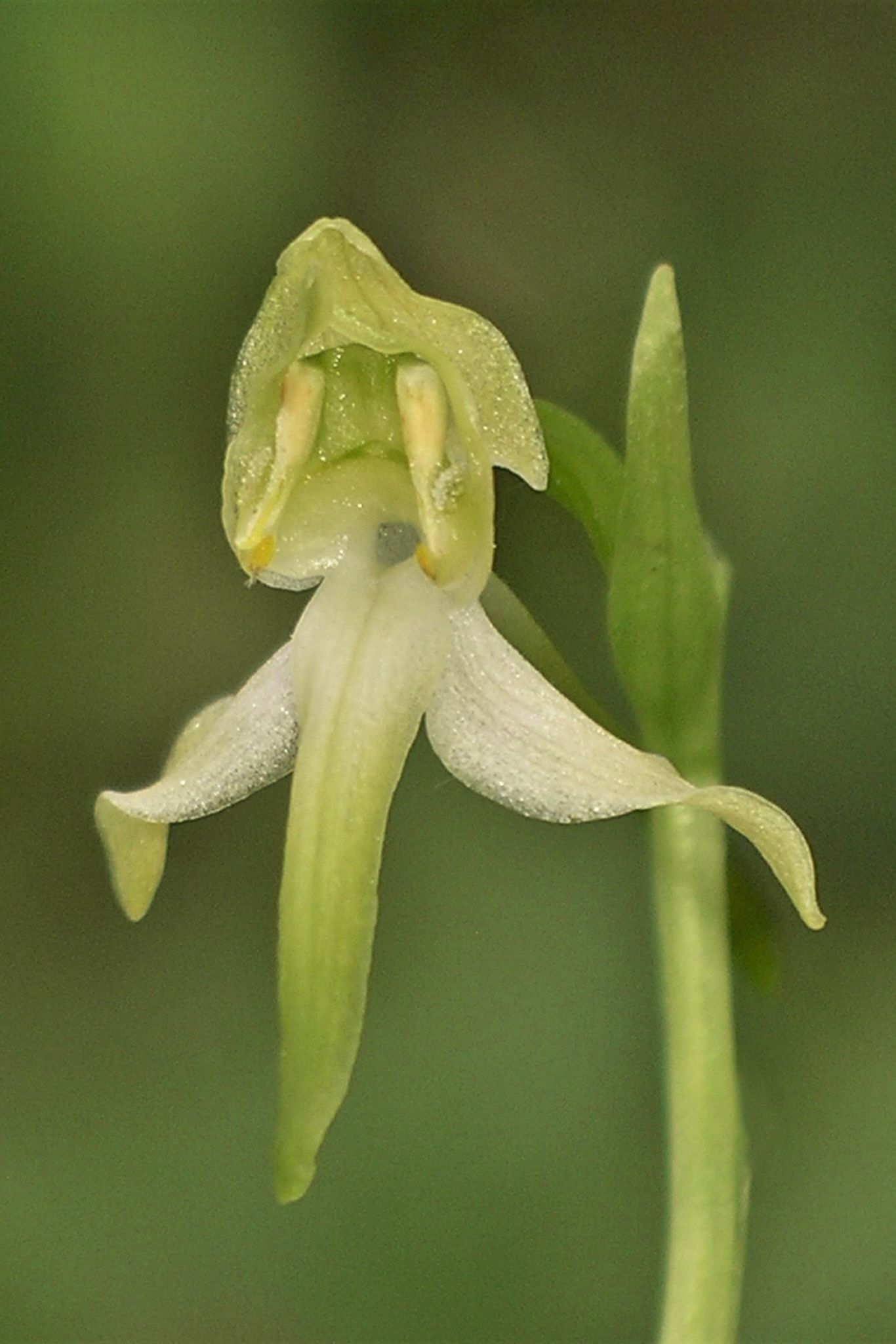 Die Orchidee des Jahres 2025 hat einen besonderen Duft.