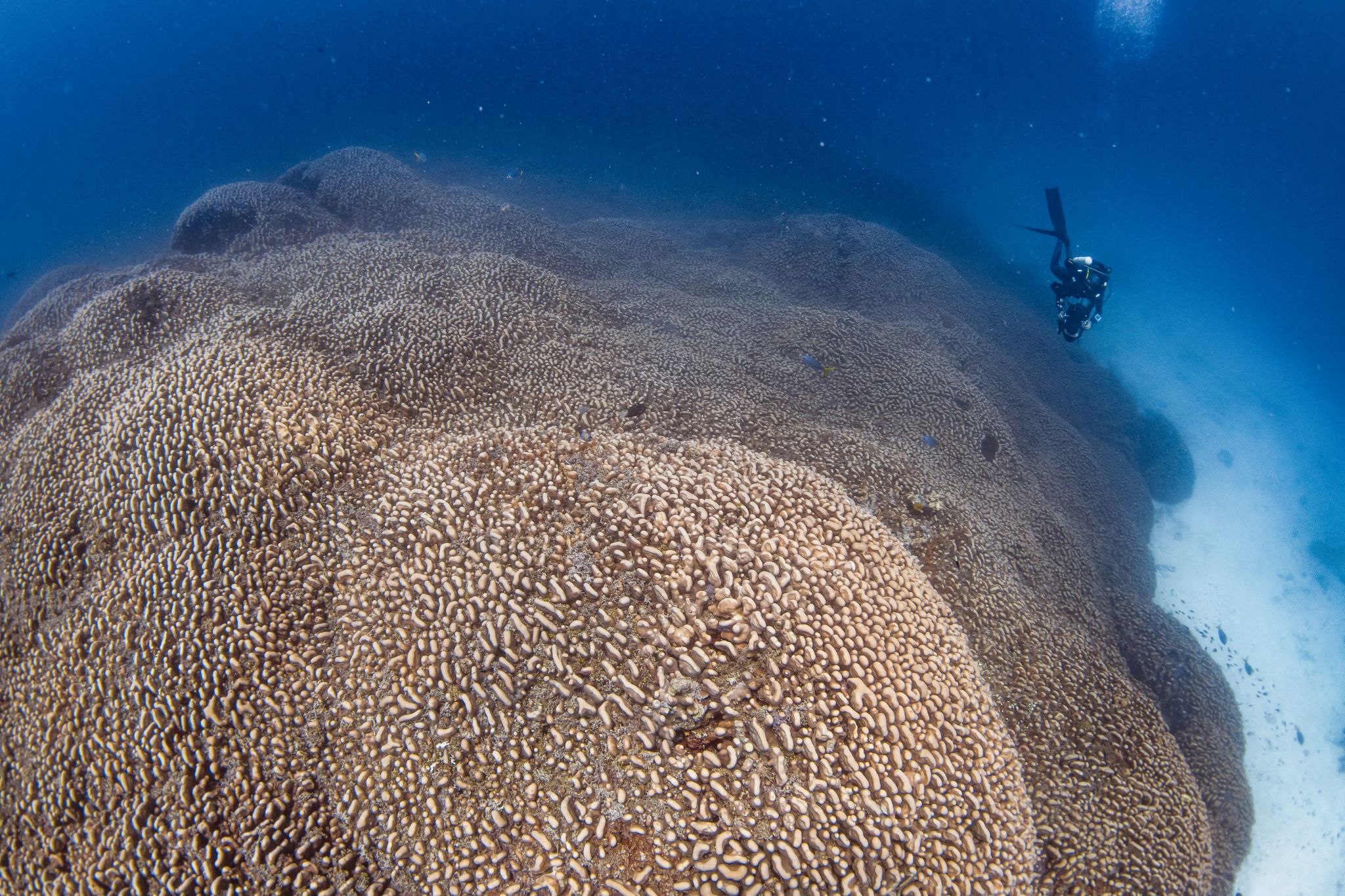 Forscher des Programms Pristine Seas von National Georgraphic haben nach eigenen Angaben eine Koralle entdeckt, die größer ist als alle bislang bekannten.