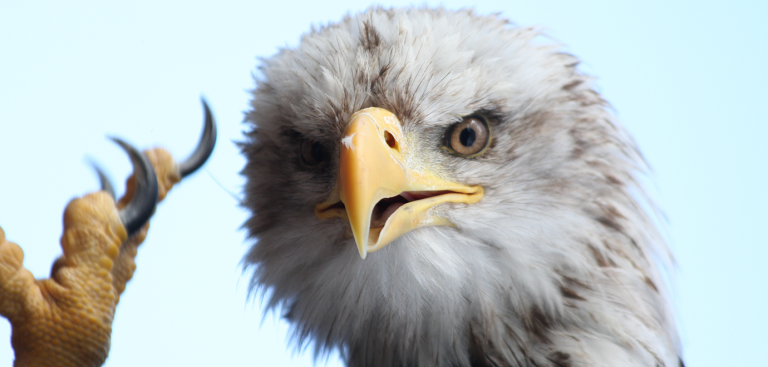 Foto: Felix Busse Phtgrphy/Adobe Stock Adler USA