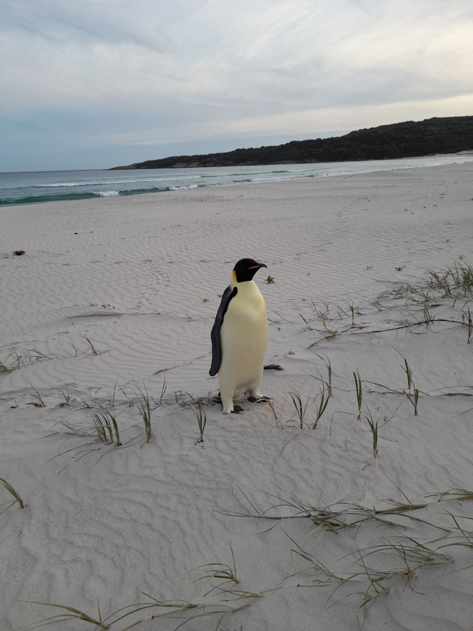 Einsam und etwas überrascht fand sich der Kaiserpinguin plötzlich in Australien wieder.