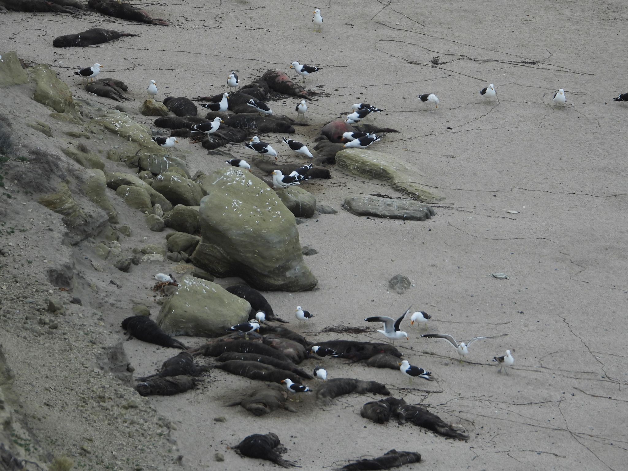 See-Elefanten in Argentinien wurden von der Vogelgrippe besonders schwer getroffen. Hier sind tote Tiere an einem Strand zu sehen.