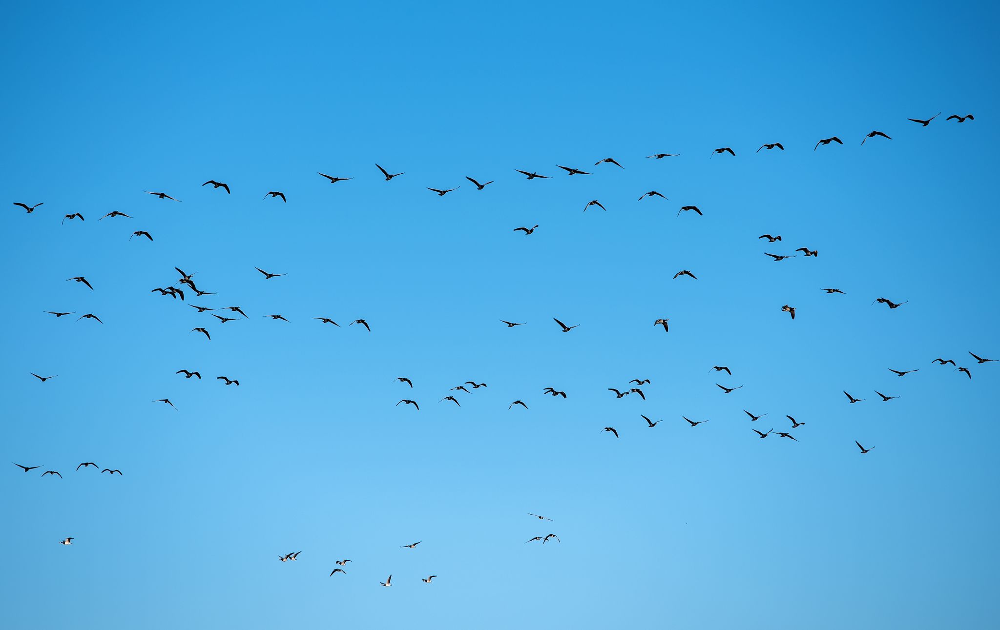 Derzeit grassiert die größte je dokumentierte Vogelgrippewelle. (Symbolbild)