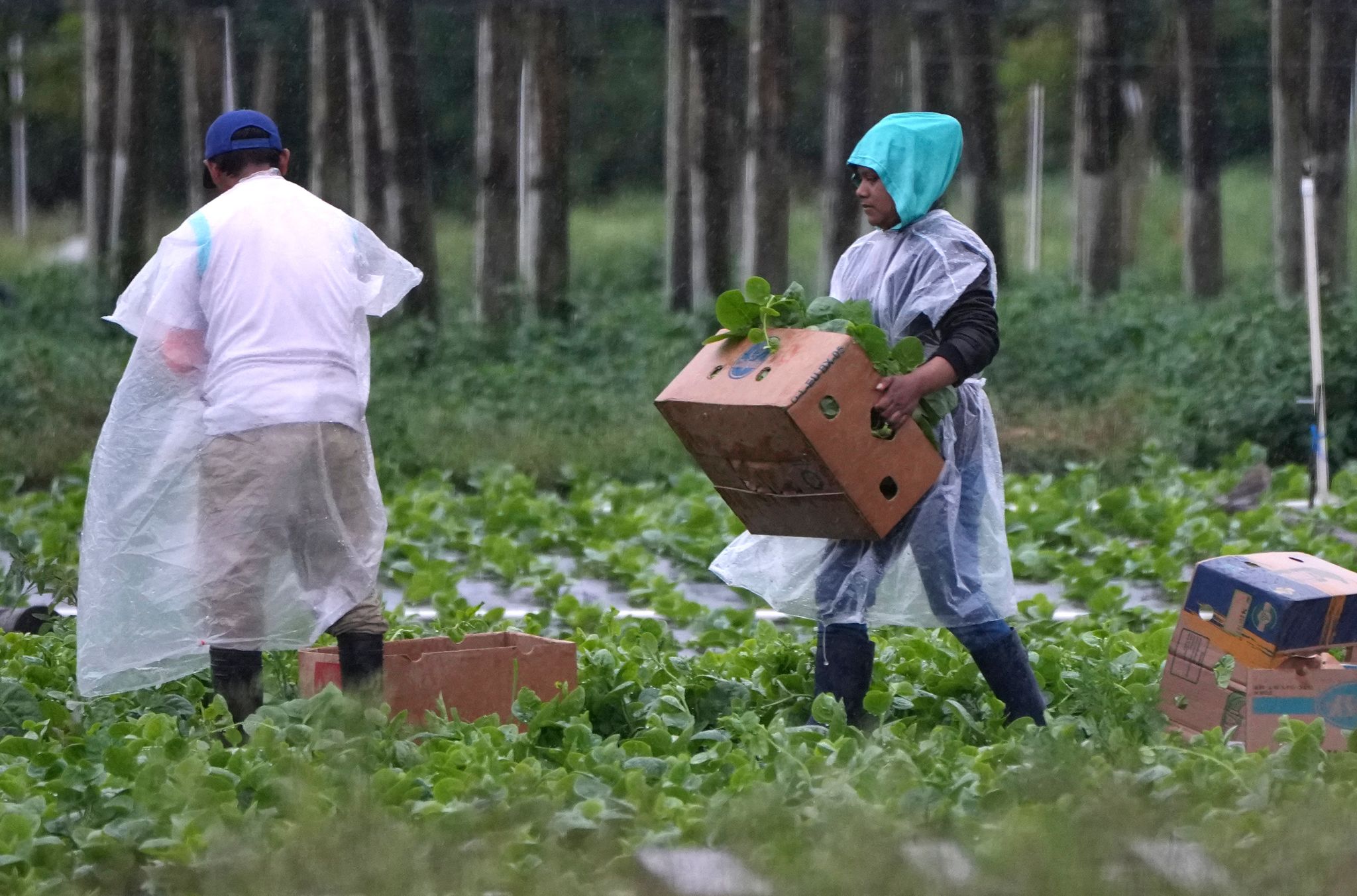 Arbeitskräfte vor allem aus Mittel- und Südamerika spielen eine wichtige Rolle in der Landwirtschaft der USA, im Bauwesen und im Gastgewerbe.