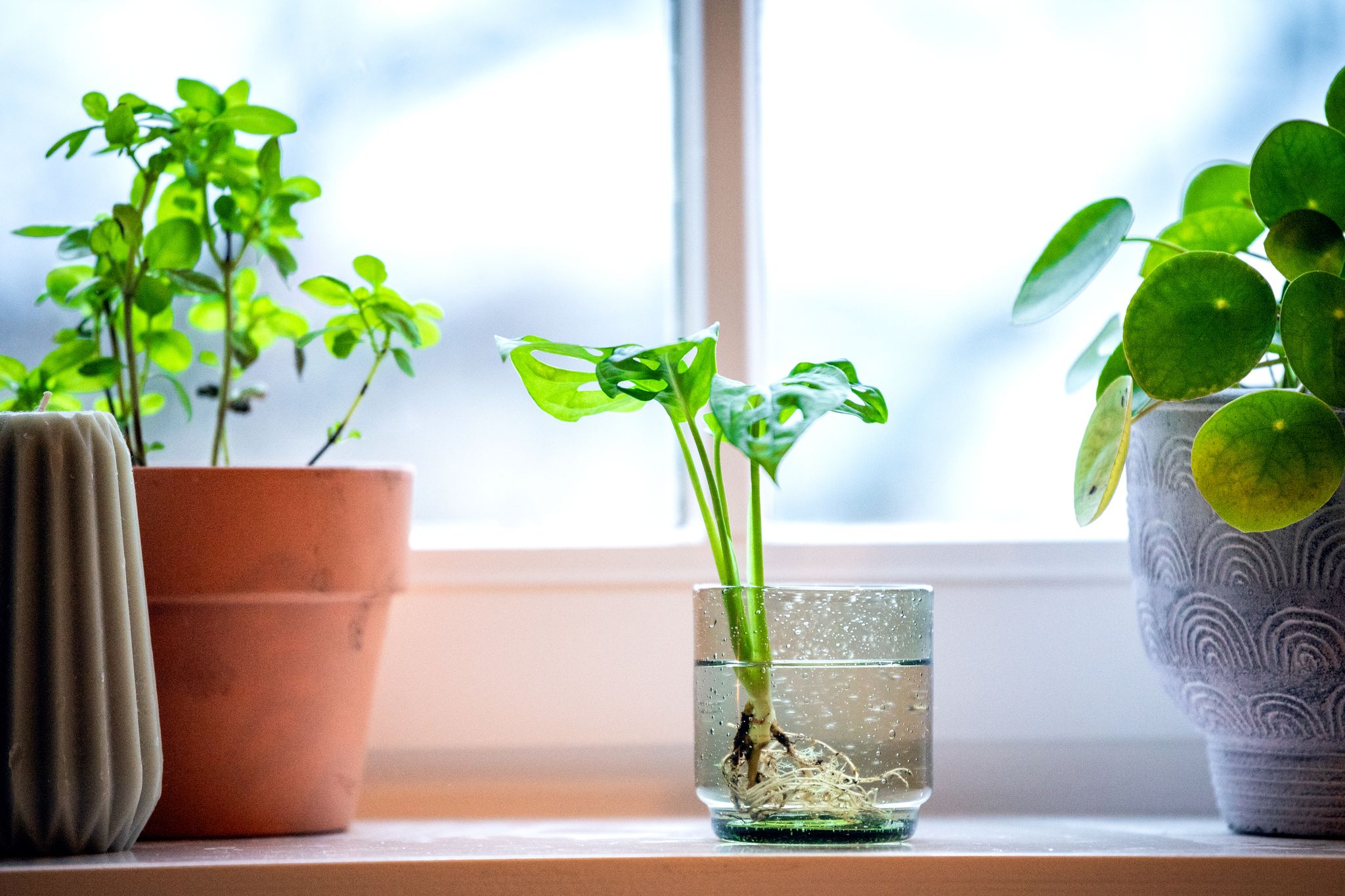 Pflanzen im Wasserglas sind nicht nur ein optischer Hingucker, sie verbessern auch das Raumklima.