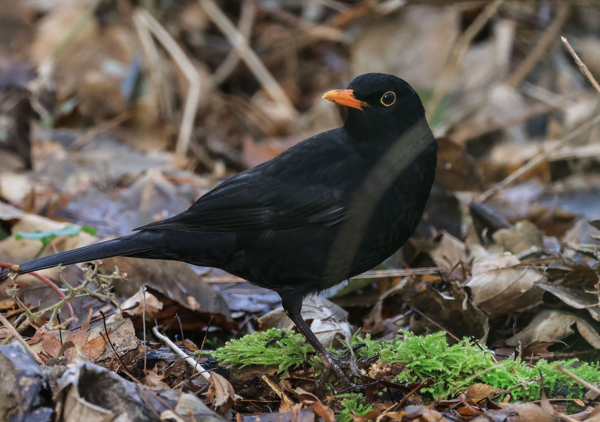 Die Amsel war bei der «Stunde der Wintervögel» in diesem Jahr deutlich weniger zu sehen als noch im Vorjahr. (Archivbild)