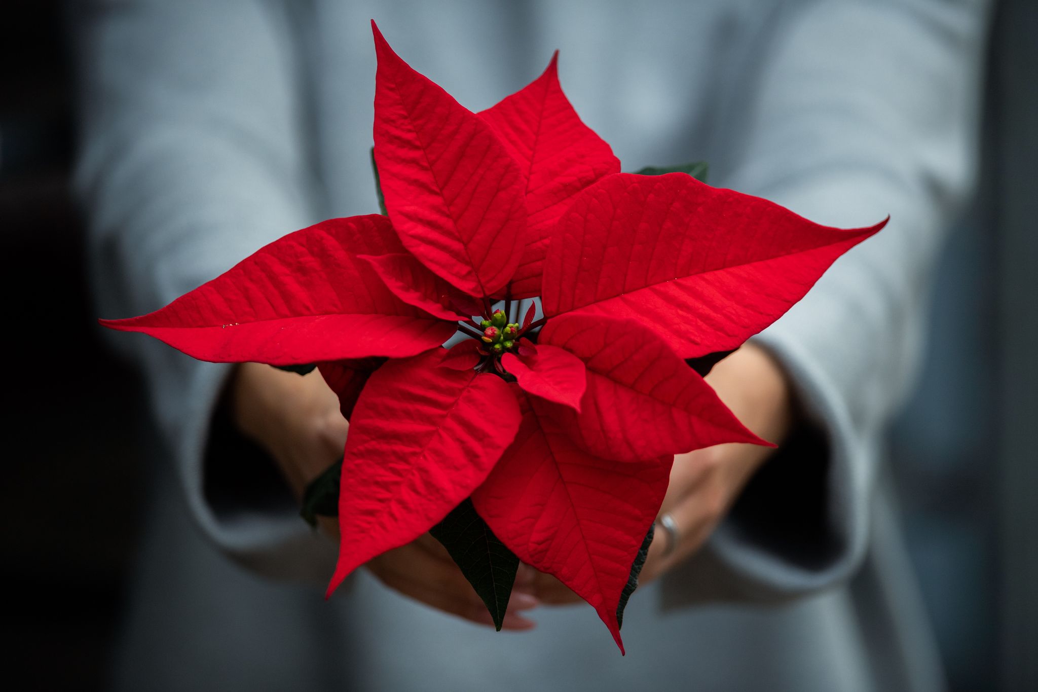 Nach dem Fest müssen Weihnachtssterne nicht entsorgt werden, man kann sie an einem hellen und warmen Standort übersommern.