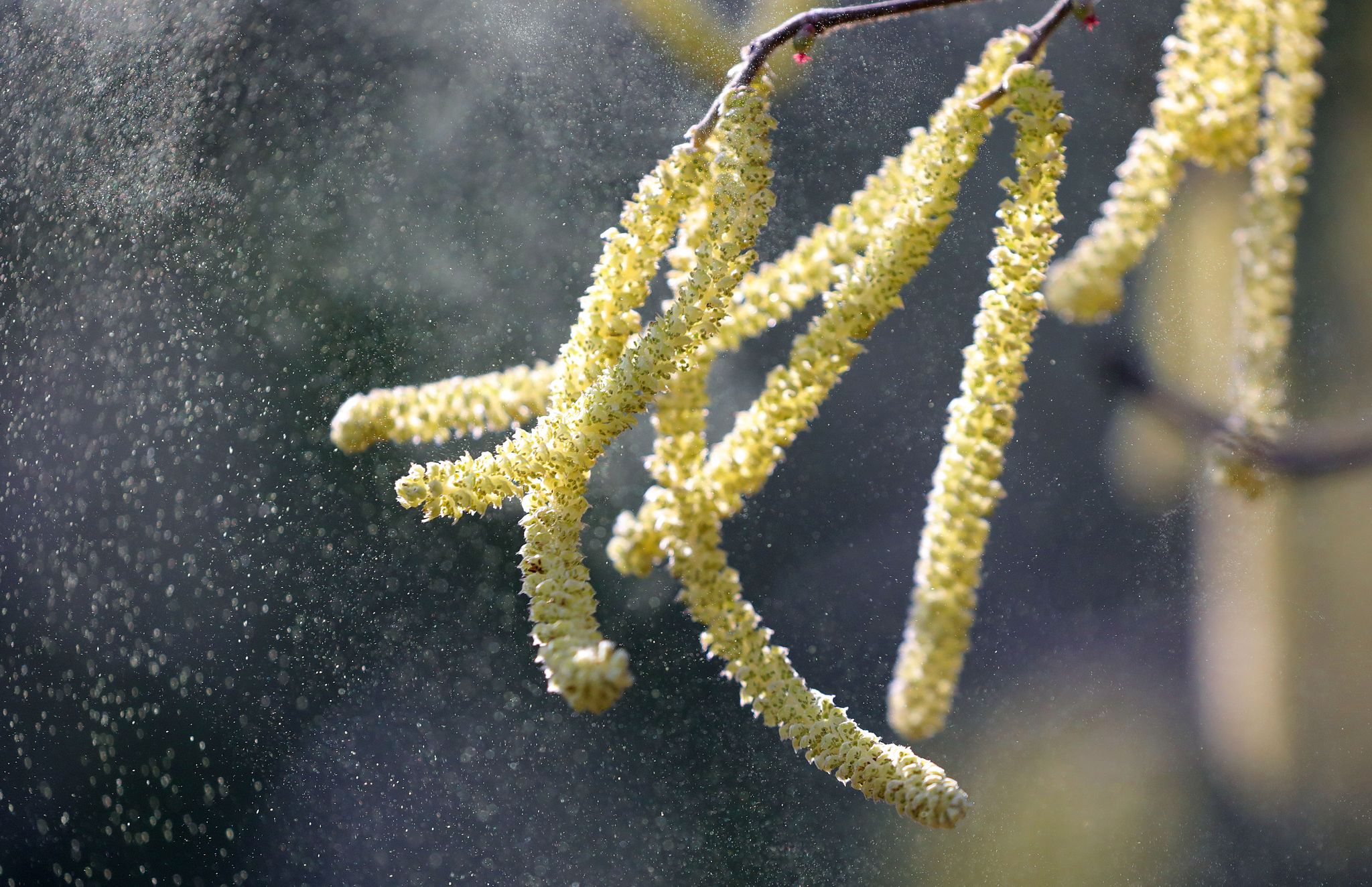 Hatschi! Der milde Winter macht den Pollen-Allergikern schon jetzt zu schaffen.