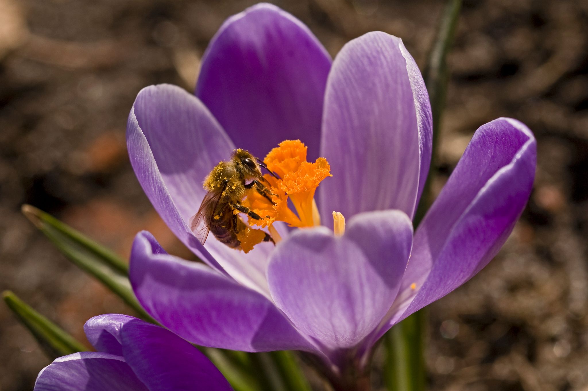 Heimische Zwiebel- und Knollenpflanzen wie Krokusse liefern früh im Jahr Nahrung für bestäubende Insekten.