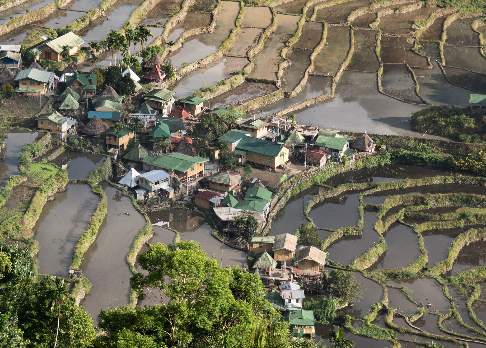 «Eine Landschaft von großer Schönheit, die die Harmonie zwischen Mensch und Umwelt ausdrückt.» So sieht es die Unesco, zu deren Weltkulturerbe die Reisbauterrassen von Ifugao zählen.