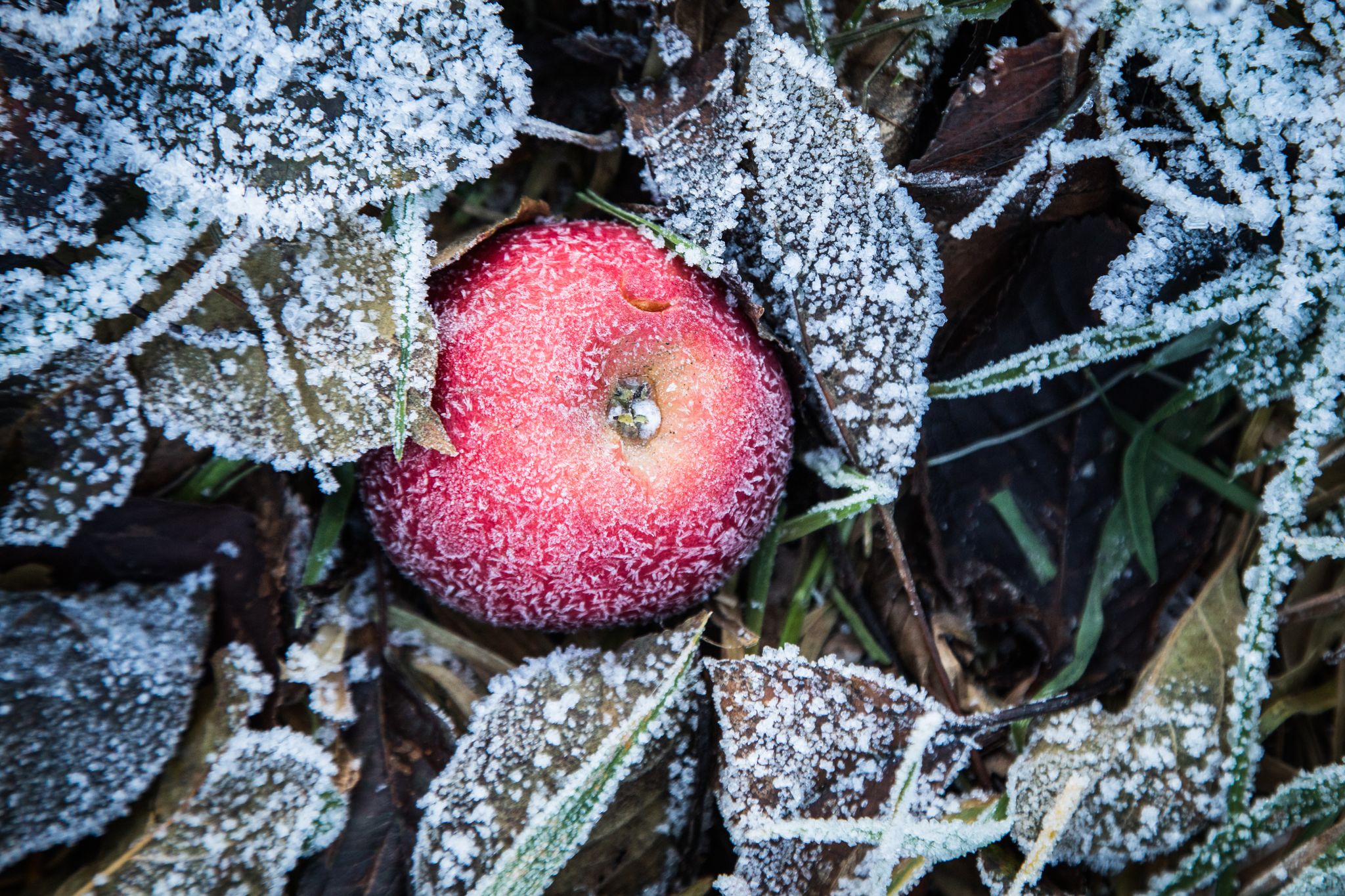 Jetzt ist ein guter Zeitpunkt, um die Pflanzen im Garten auf den Frühling vorzubereiten.