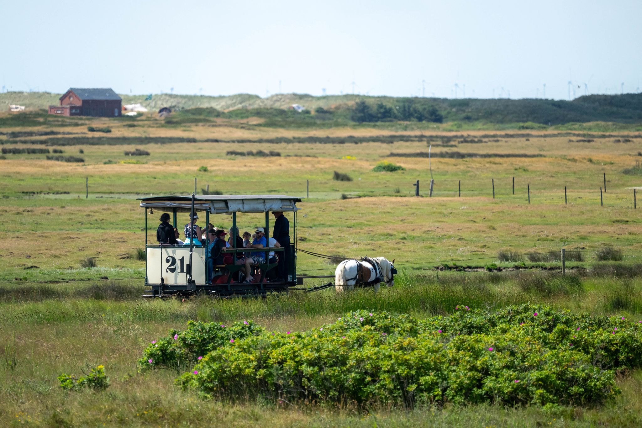Das Pferd Tamme zieht die Spiekerooger Pferdebahn über die ostfriesische Insel. Durch eine Streckenverlängerung will die Nordseeinsel Spiekeroog ihre traditionsreiche Pferdebahn langfristig erhalten.