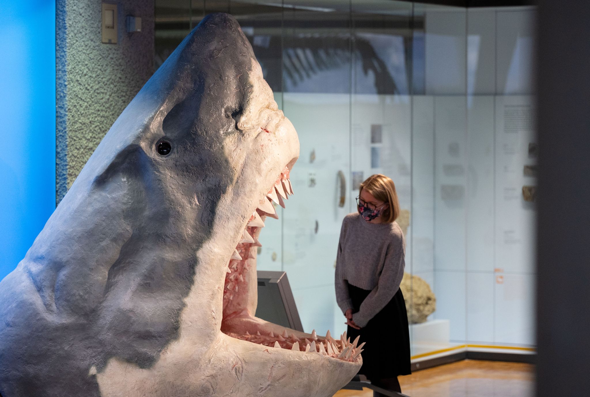 Der Urzeit-Hai Megalodon wurde lange als gigantische Version eines Weißen Hais angesehen. (Archivbild)