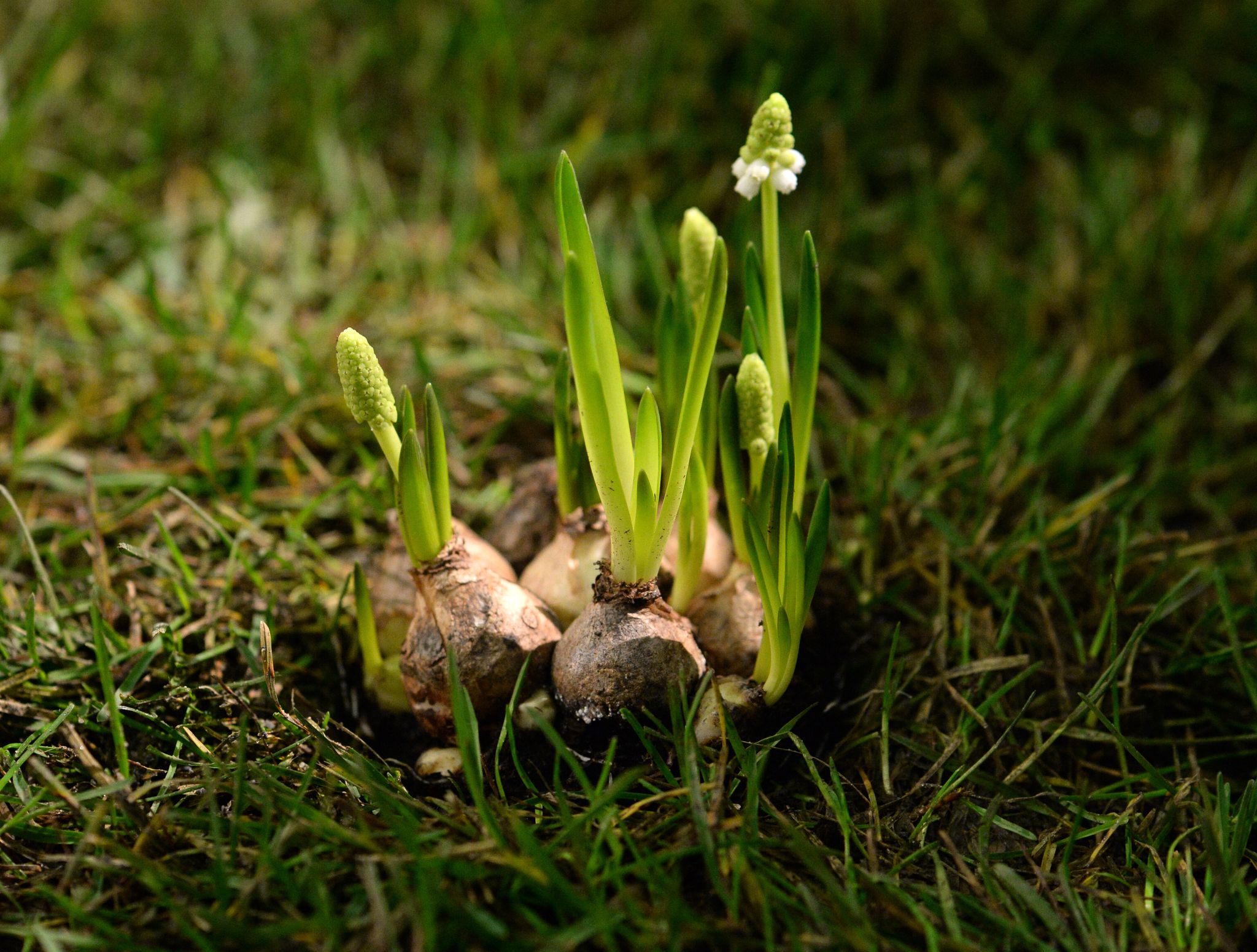 Die Stars des Frühlings: Blumenzwiebeln wie die Traubenhyazinthen blühen schon früh im Jahr.