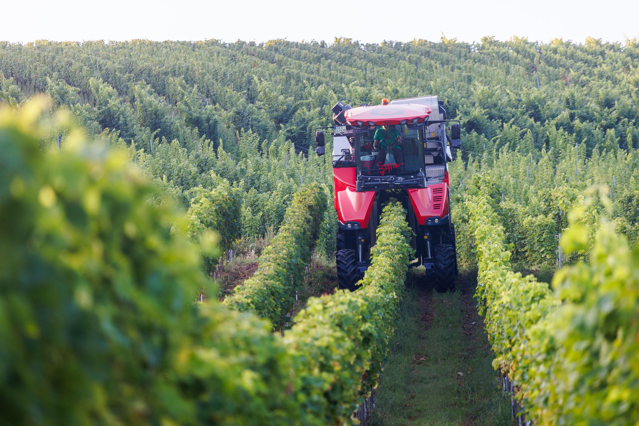 Es wandelt sich was in den Weinbergen deutscher Anbaugebiete (Archivfoto).