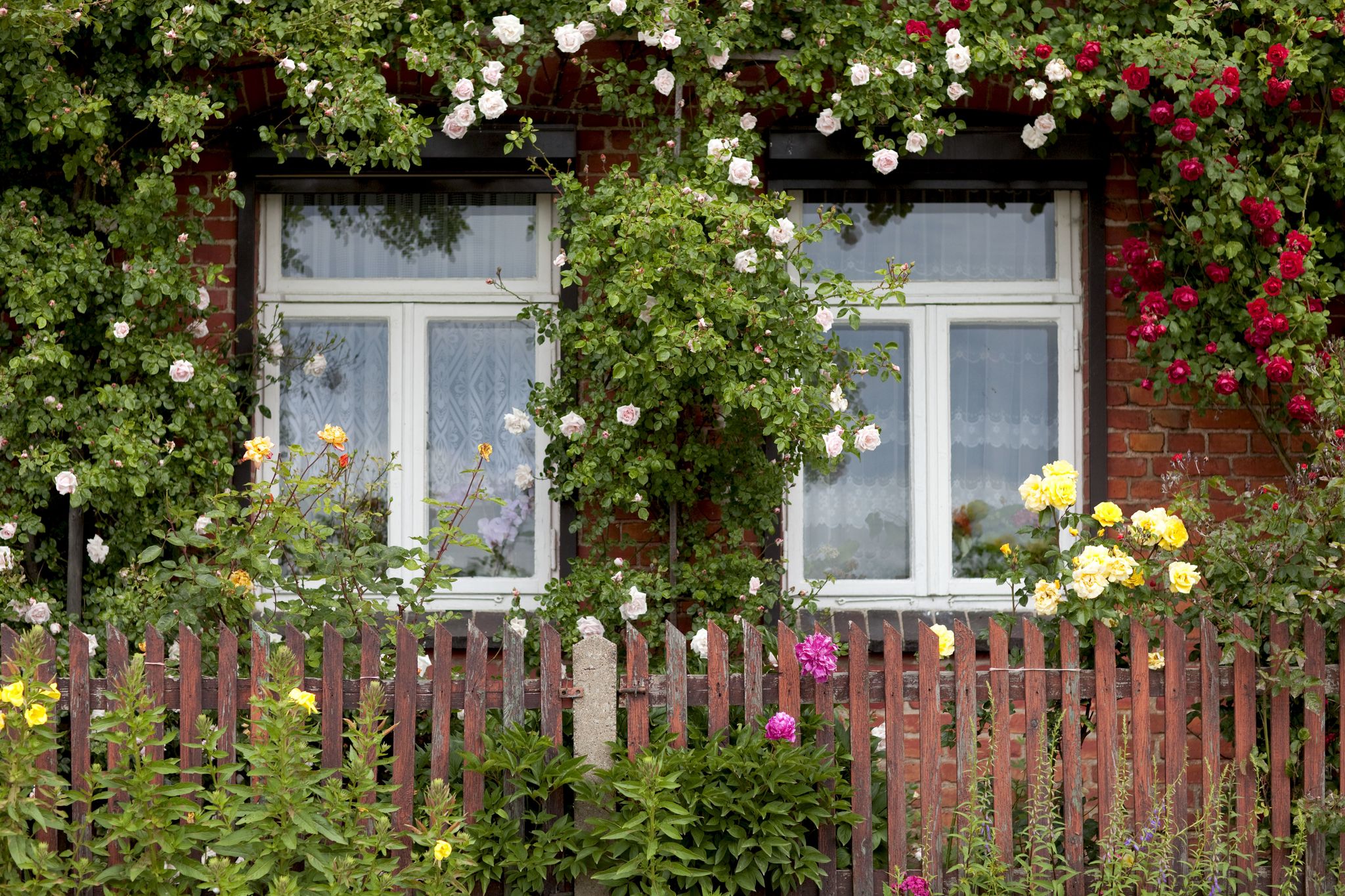 Blühende Hauswand: Kletterpflanzen wie Rosen können die Fassade verschönern.