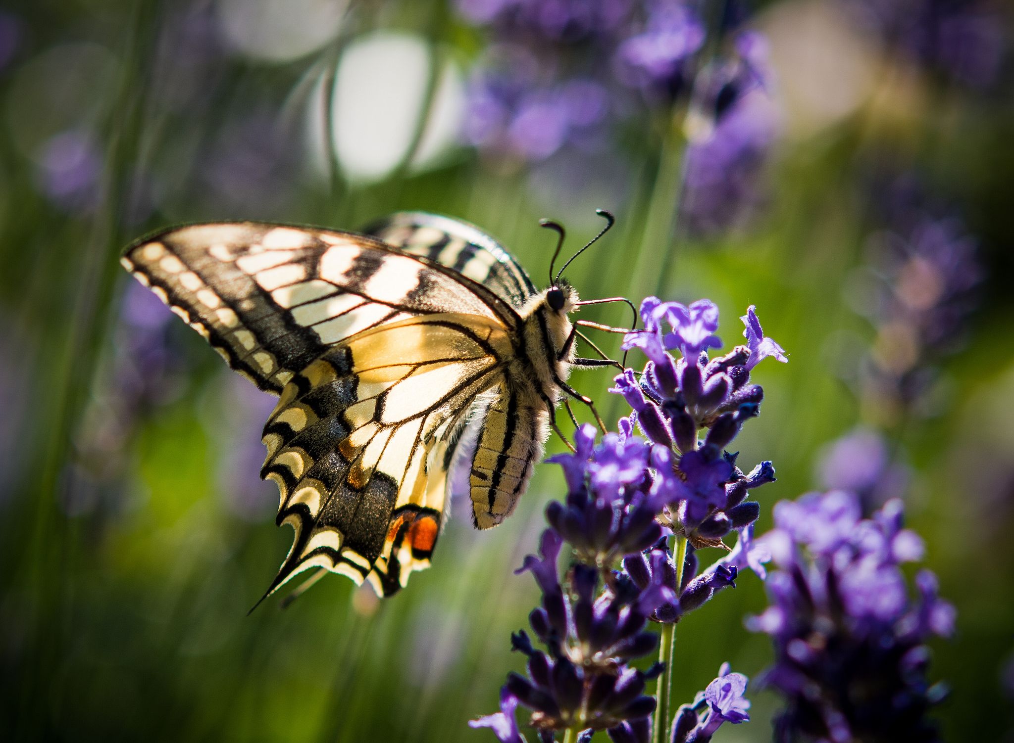 Lavendel ist bei verschiedenen Schmetterlingsarten wie auch dem Schwalbenschwanz beliebt.