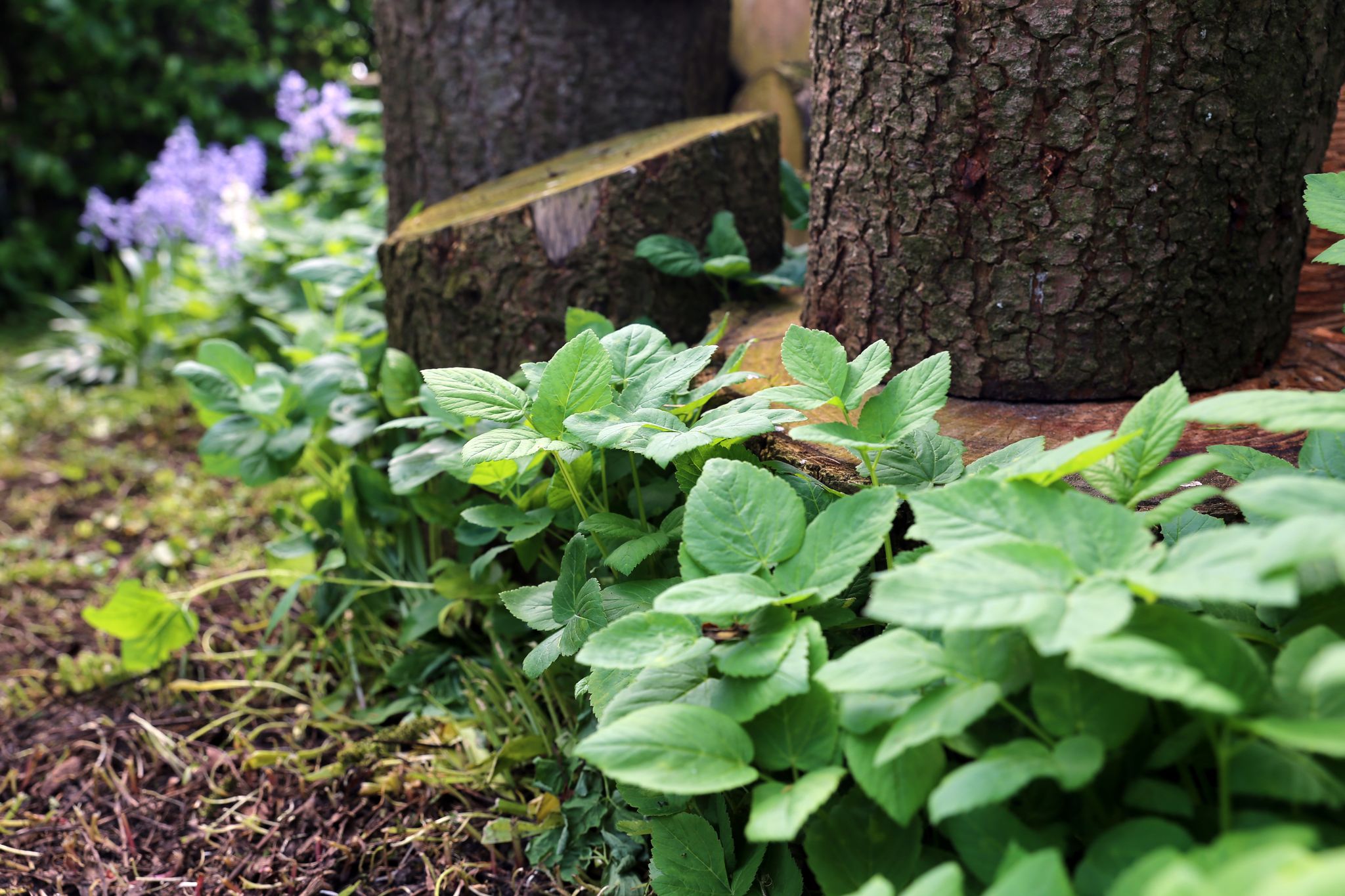 Unkraut oder Delikatesse? Giersch lässt sich wie Spinat zubereiten – oder fein gehackt über das Essen streuen.