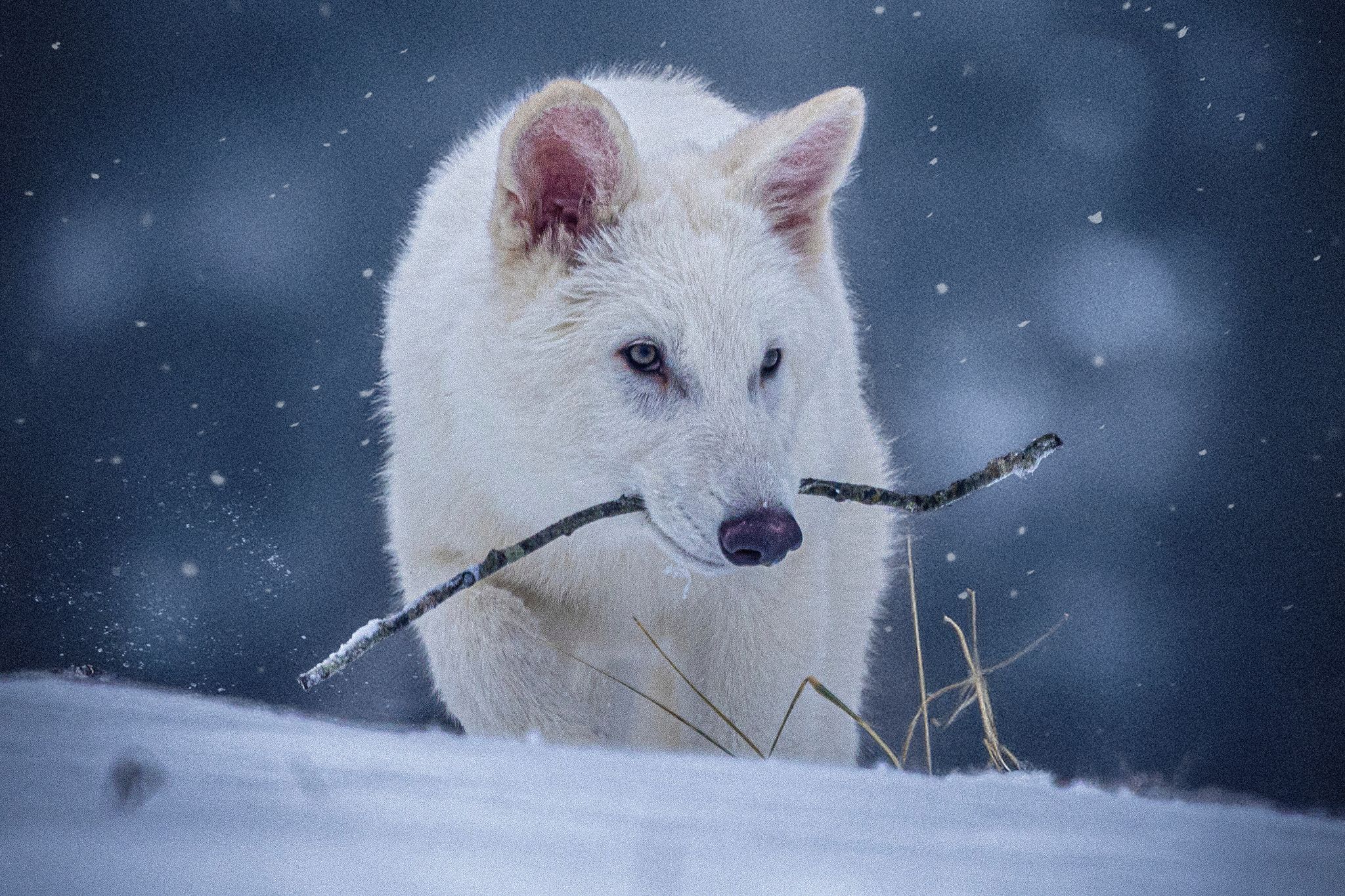 Das undatierte Foto zeigt einen jungen Wolf, der genetisch so verändert wurde, dass er Ähnlichkeiten mit dem ausgestorbenen Schattenwolf aufweist.