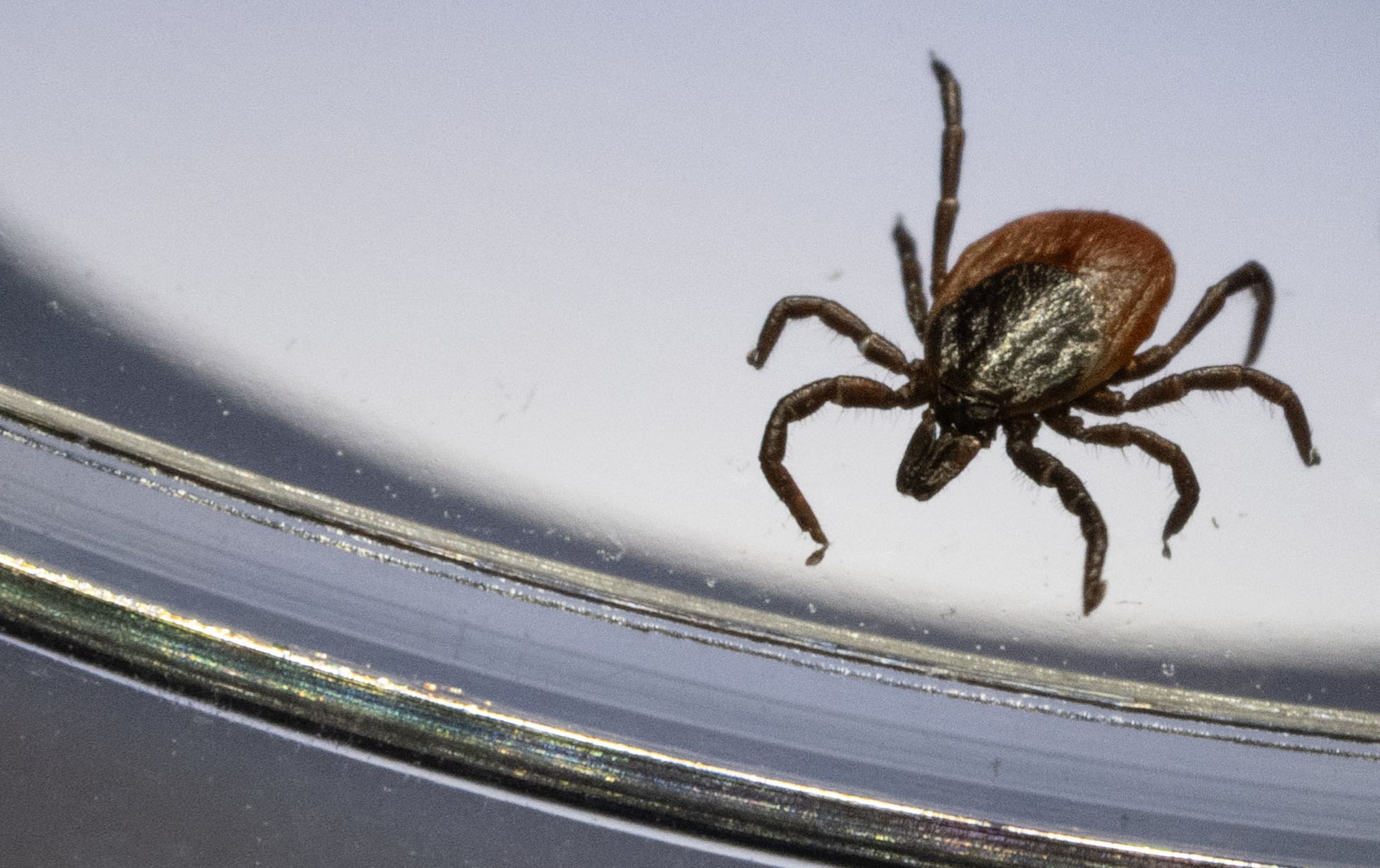 Ein Gemeiner Holzbock unter einem Mikroskop. (Archivbild)