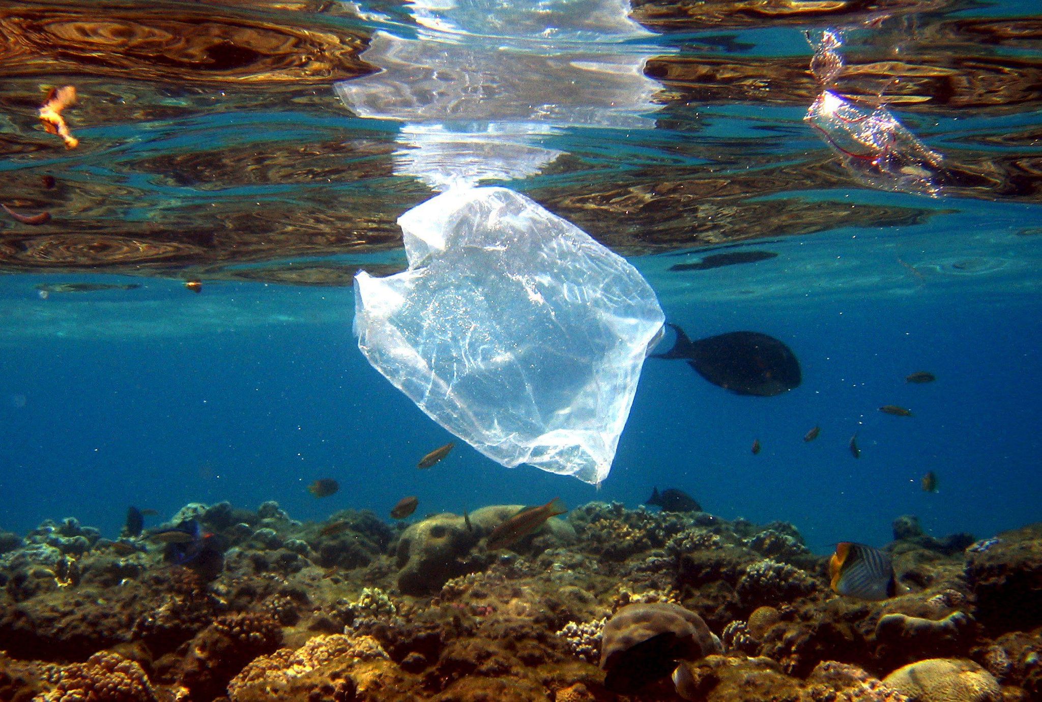 Plastik findet sich im Meer und in Tiermägen. (Archivbild)
