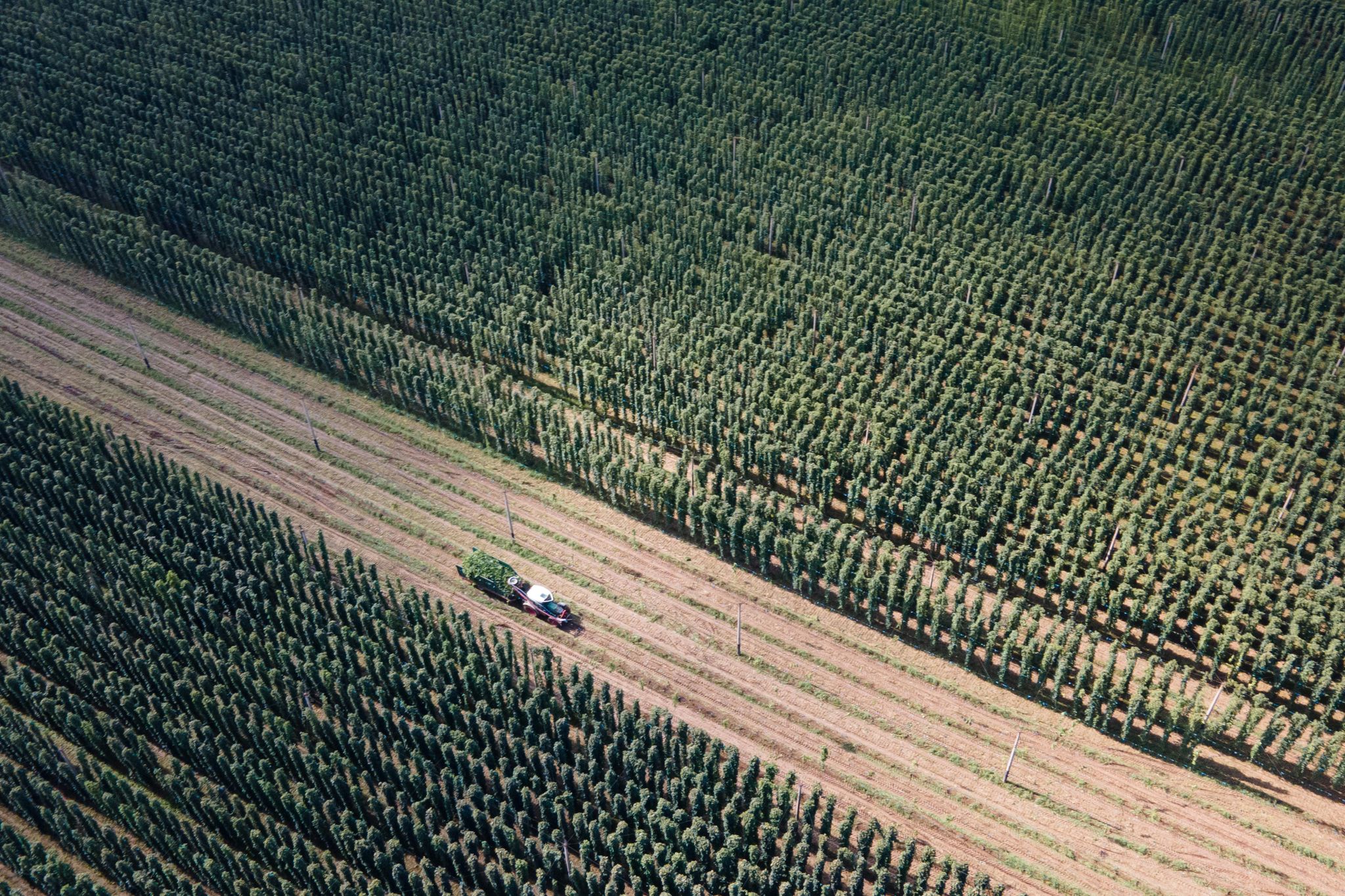 Von einigen Sorten wird zu viel Hopfen angebaut. (Archivbild)