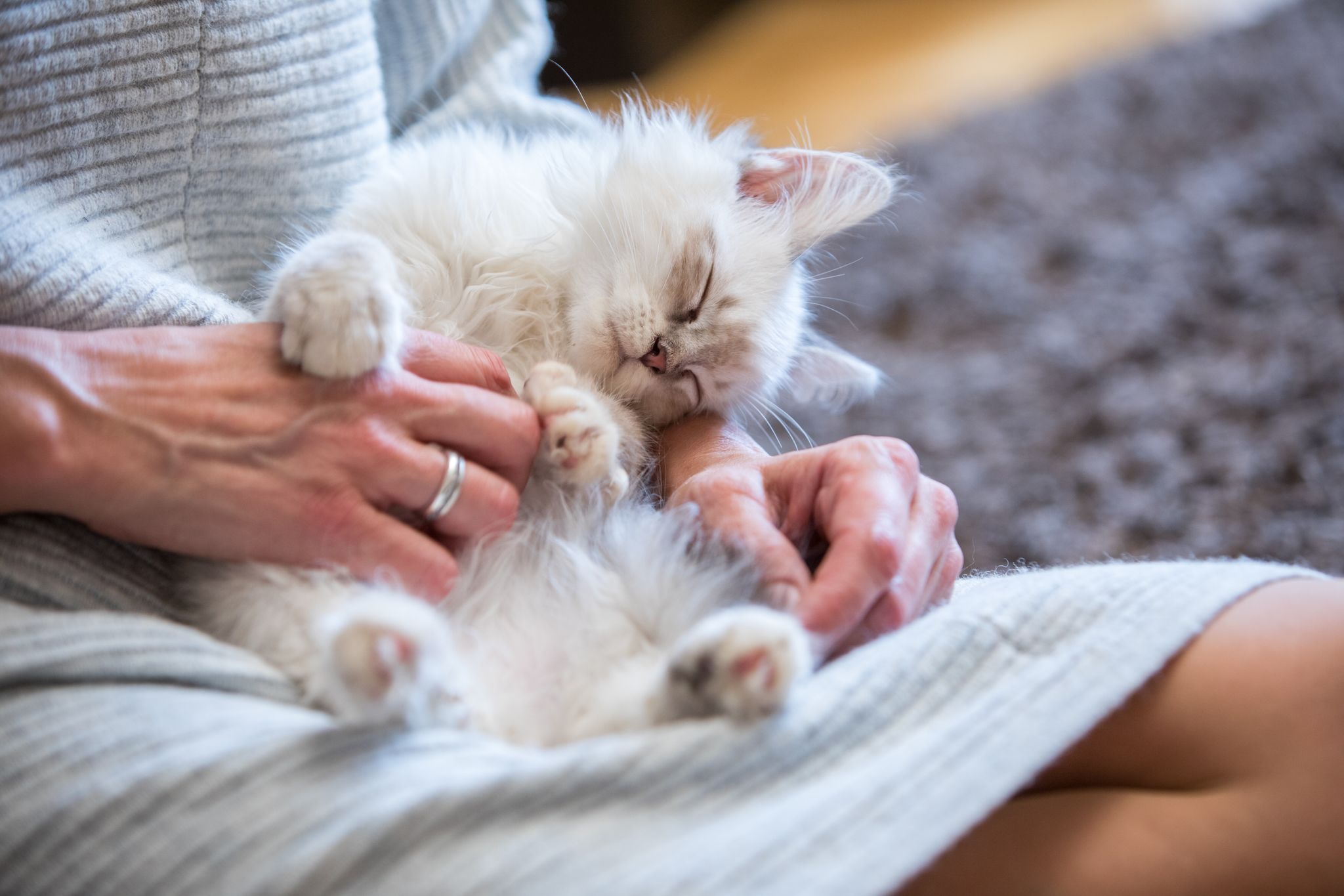 Das Kätzchen weggeben? Undenkbar. So mancher Tierallergiker mag sich nicht von seinem Haustier trennen.