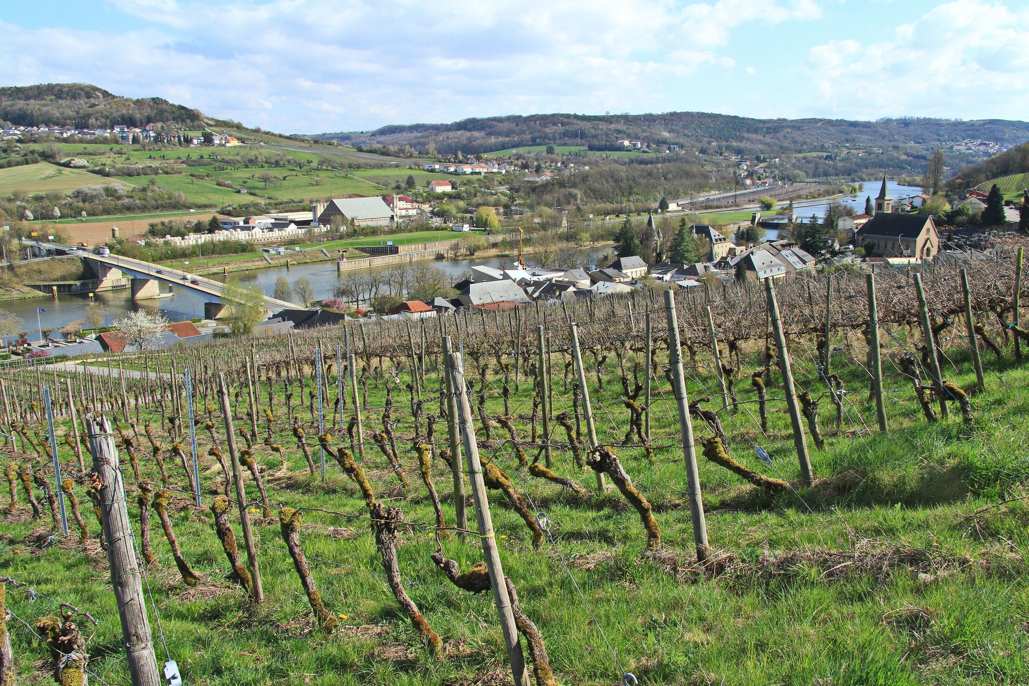 Schengen, das Weindorf: Pinot Gris wächst auf den Hängen oberhalb des Dorfes.
