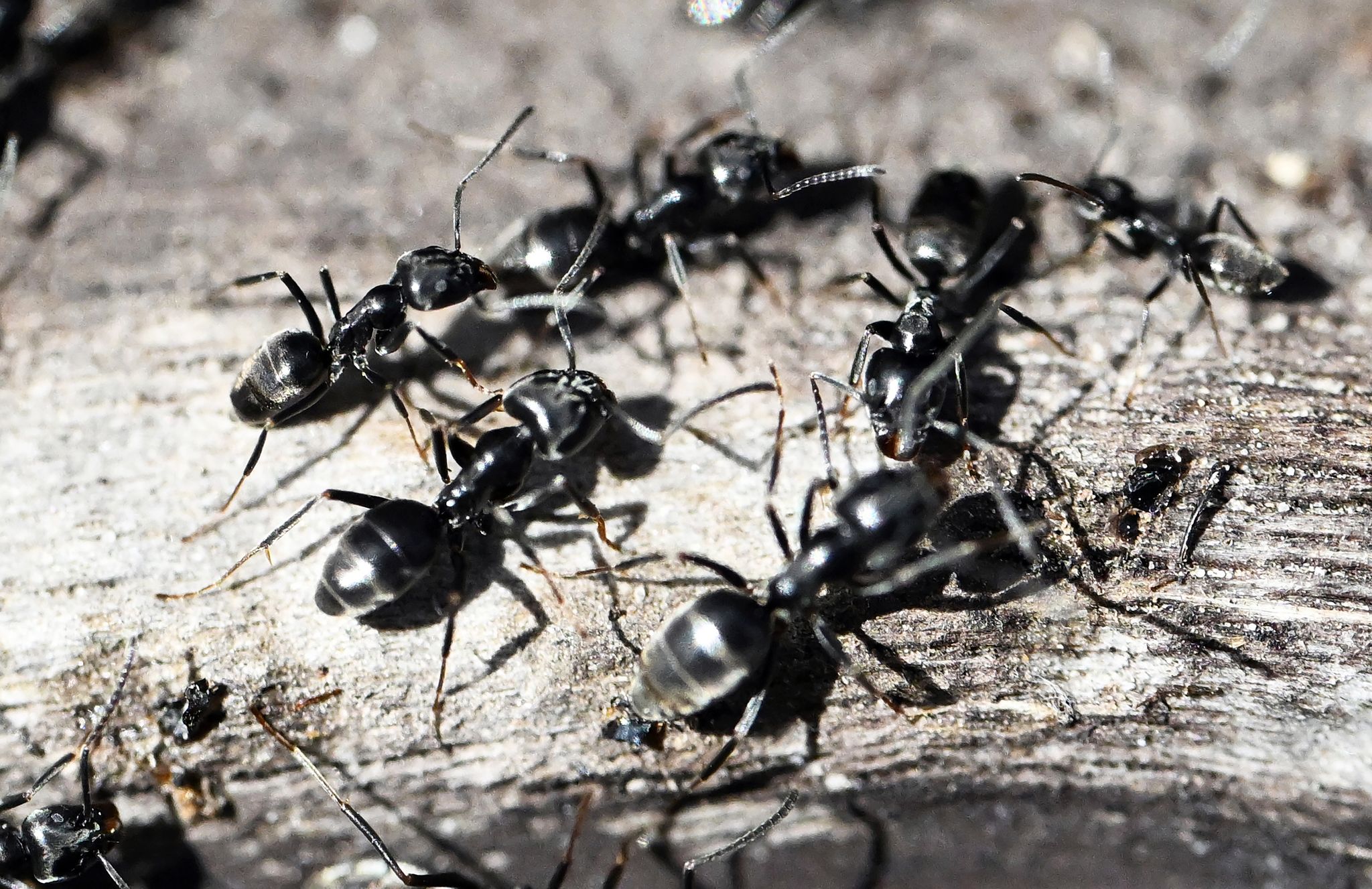 Die Ameisenart gilt als bissig und aggressiv. (Archivbild)