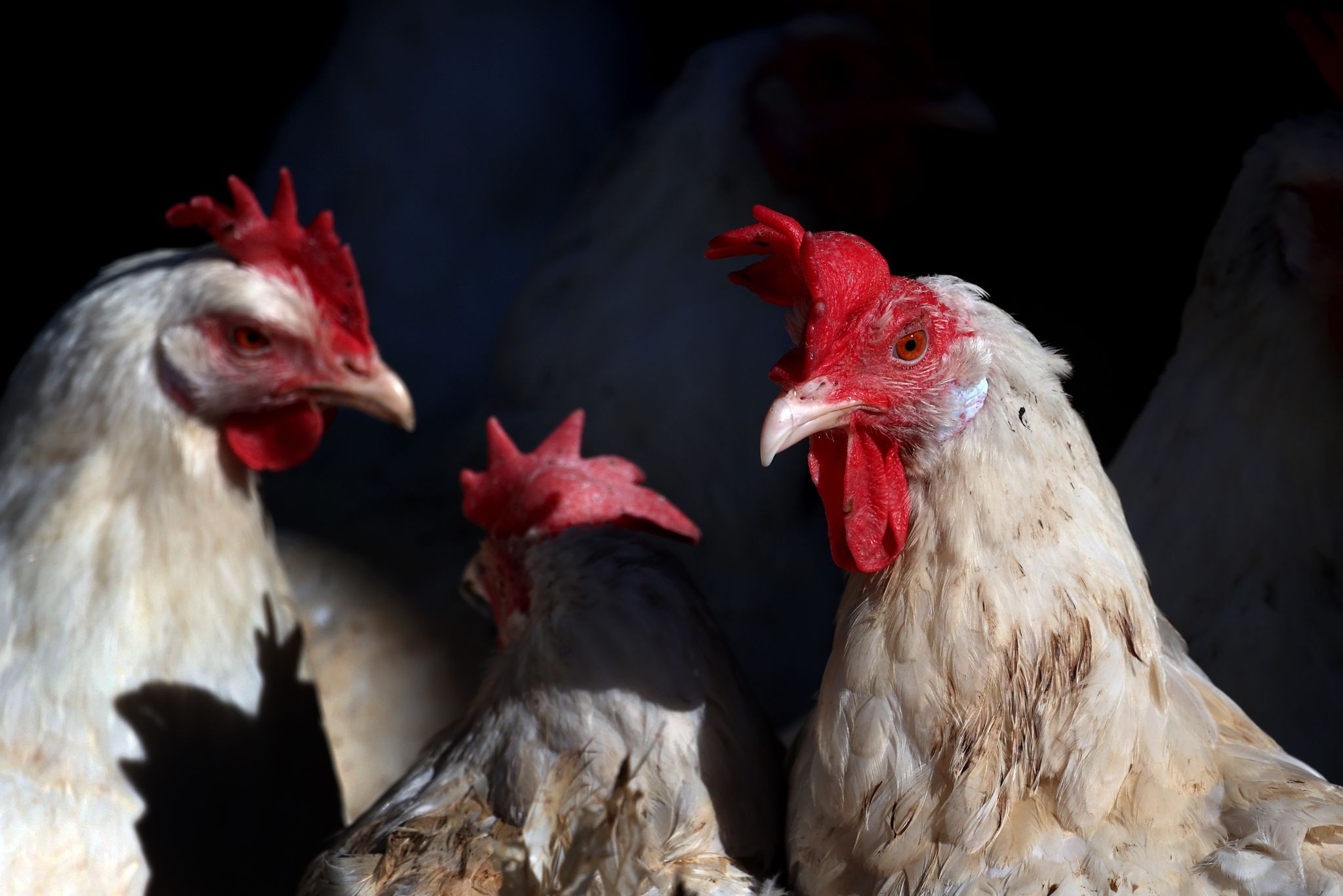 Lege- und Masthühner sind meist schmucklos weiß. (Archivbild)
