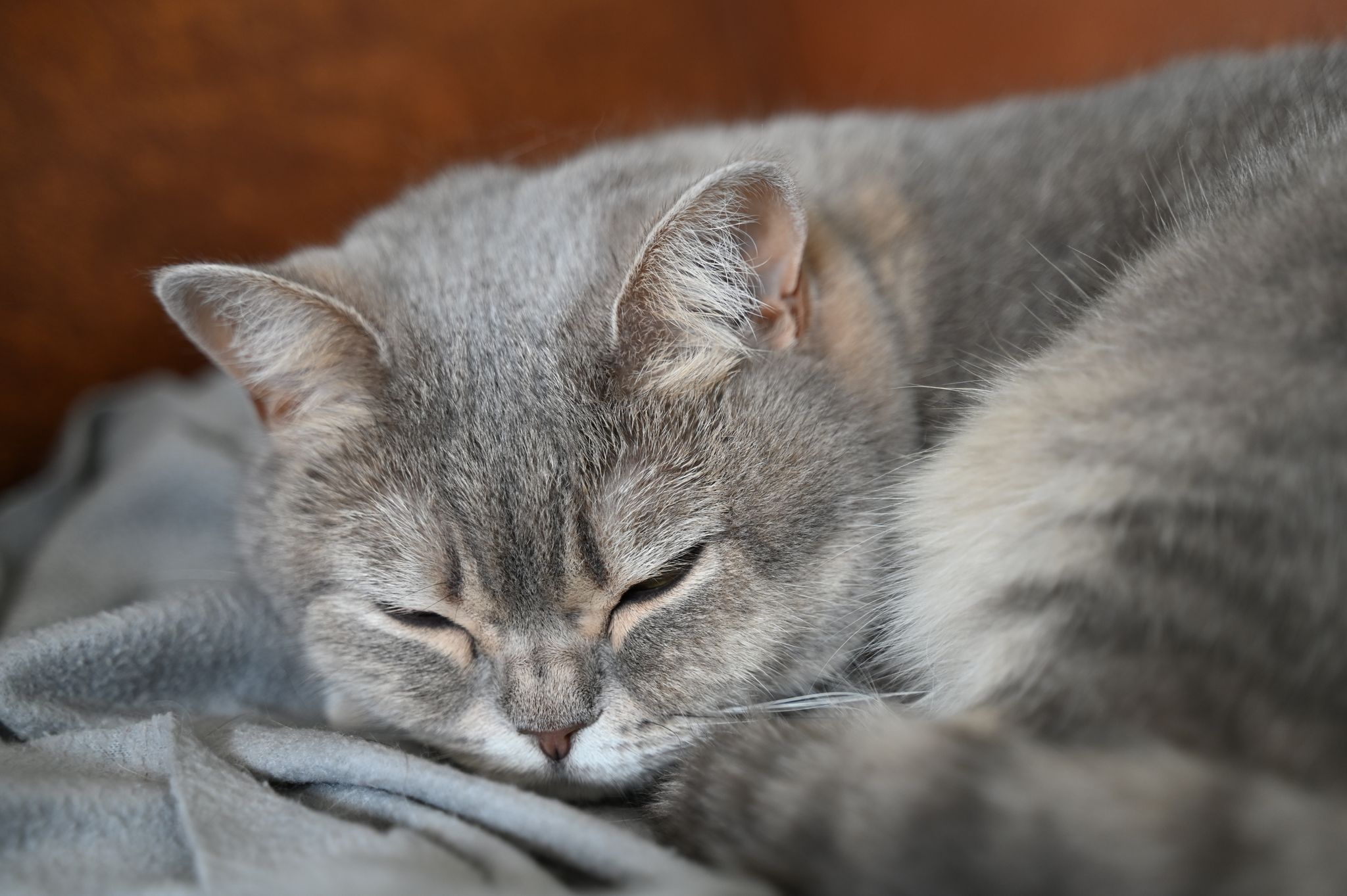 Katzen sind nach wie vor das beliebteste Haustier in Deutschland. (Archivbild)