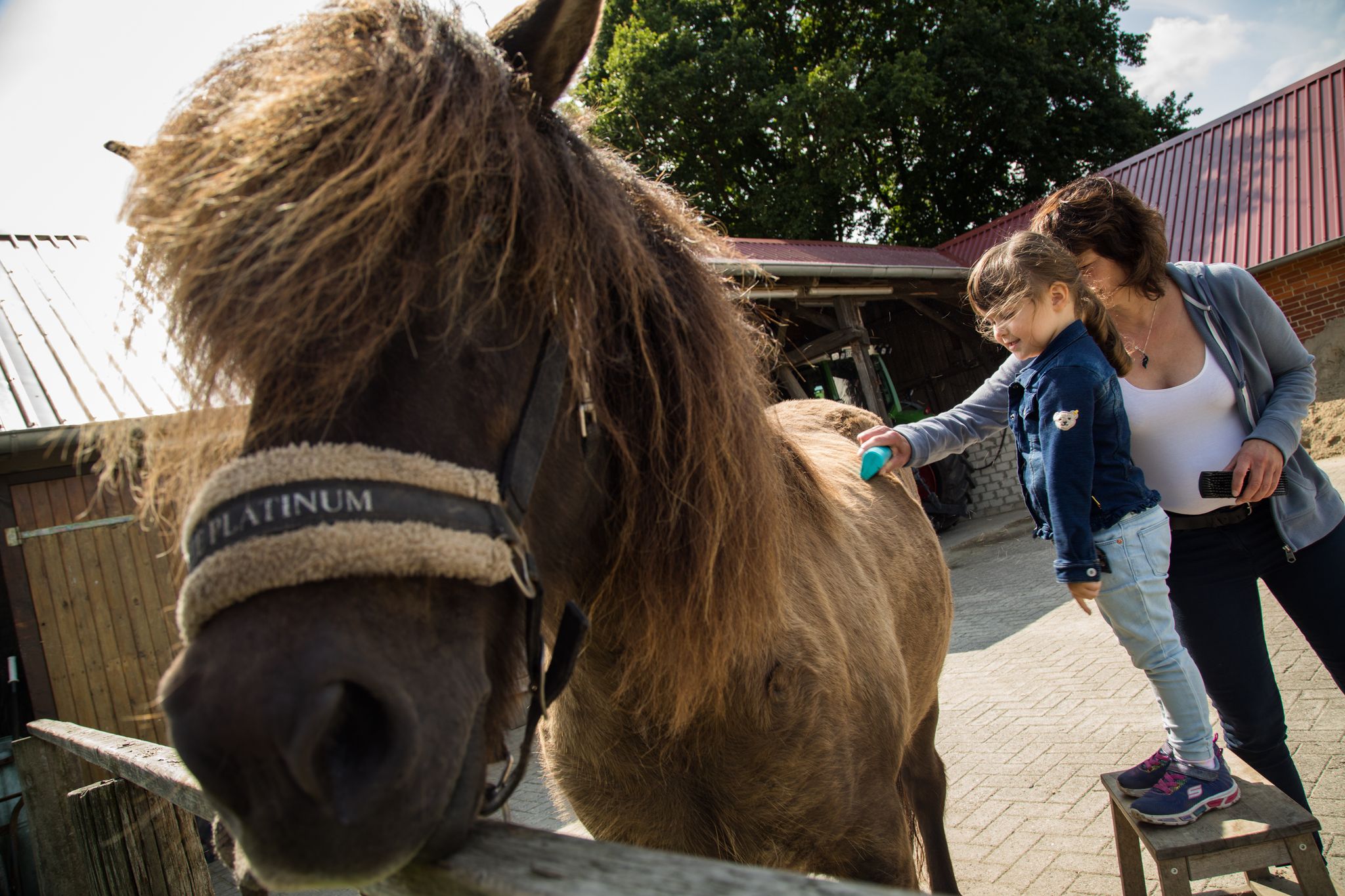 Nicht nur Hund oder Katze: Auch auf Pferde oder sogar Vögel reagieren einige Menschen mit Allergiesymptomen.