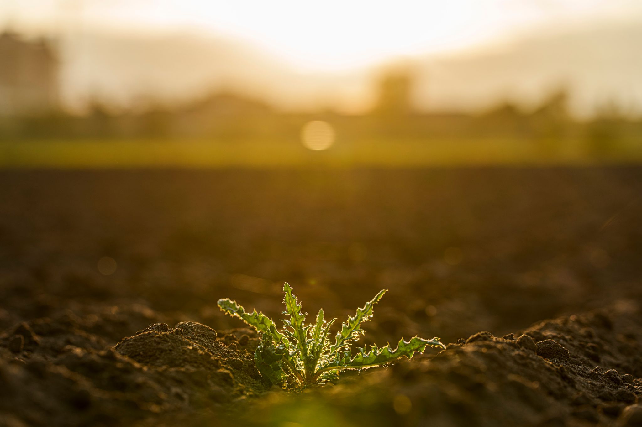 Besonders kleine und junge Pflanzen brauchen nasse Böden.