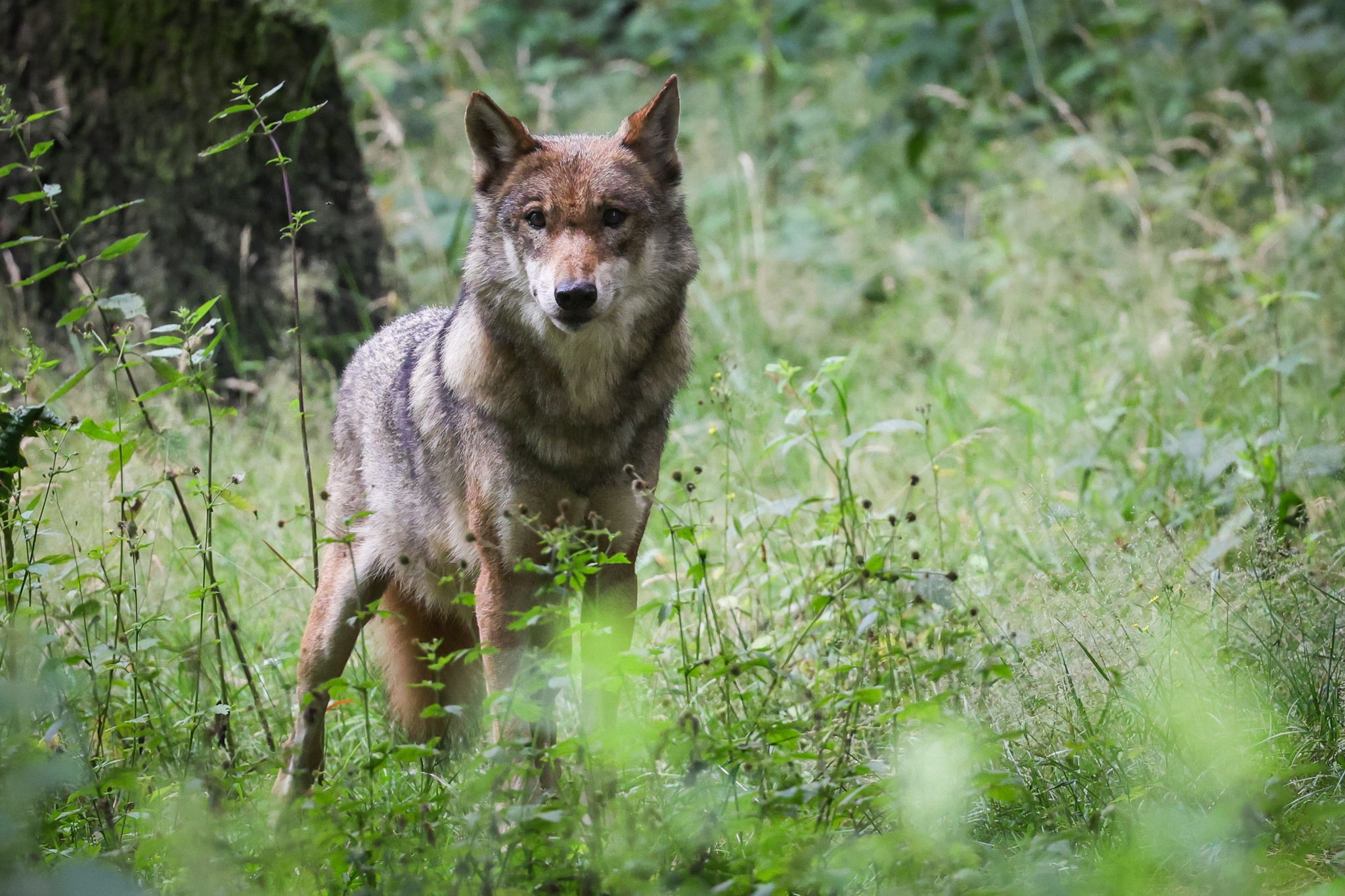 Der Wolf soll ins Jagdrecht aufgenommen werden. (Archivbild)
