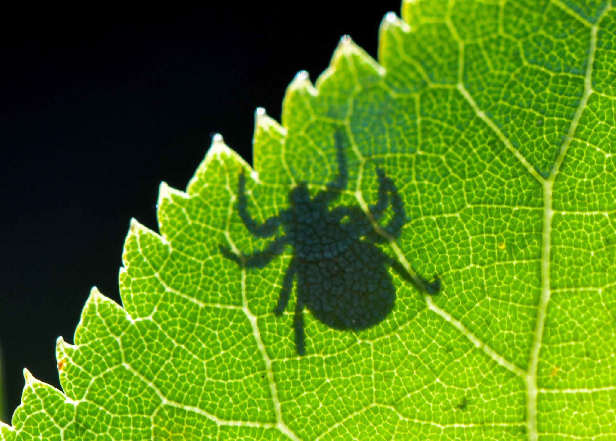 Zecken können gefährliche Krankheiten übertragen, darunter die bakterielle Lyme-Borreliose und FSME.
