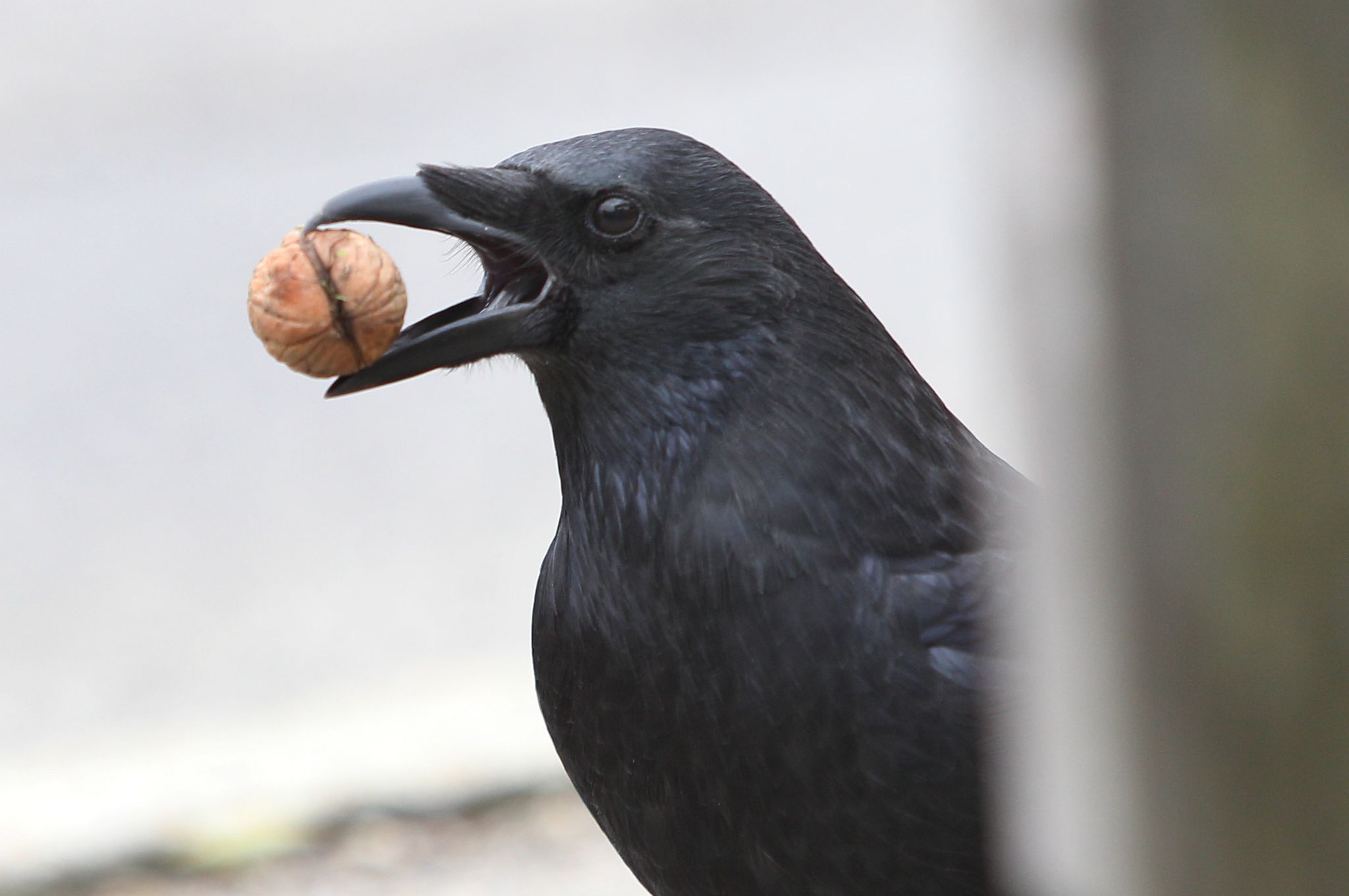 In Städten werfen Krähen gern Walnüsse oder andere hartschalige Dinge vor Autos, Räder oder Füße - in der Hoffnung, sie aufgeknackt zu bekommen.