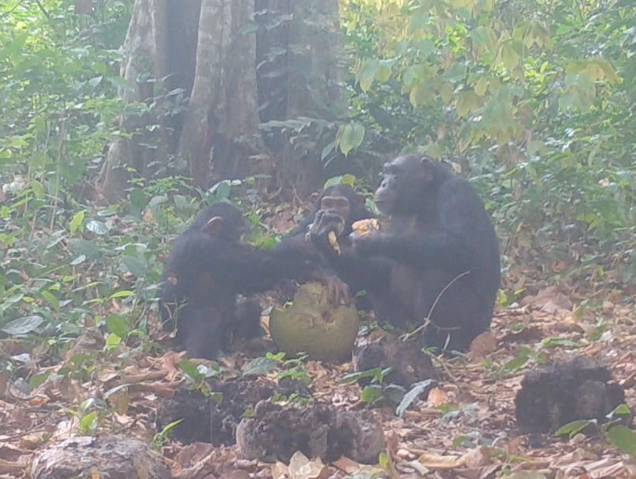 Die Forschungsgruppe spekuliert, eine Urform des Feierns entdeckt zu haben.