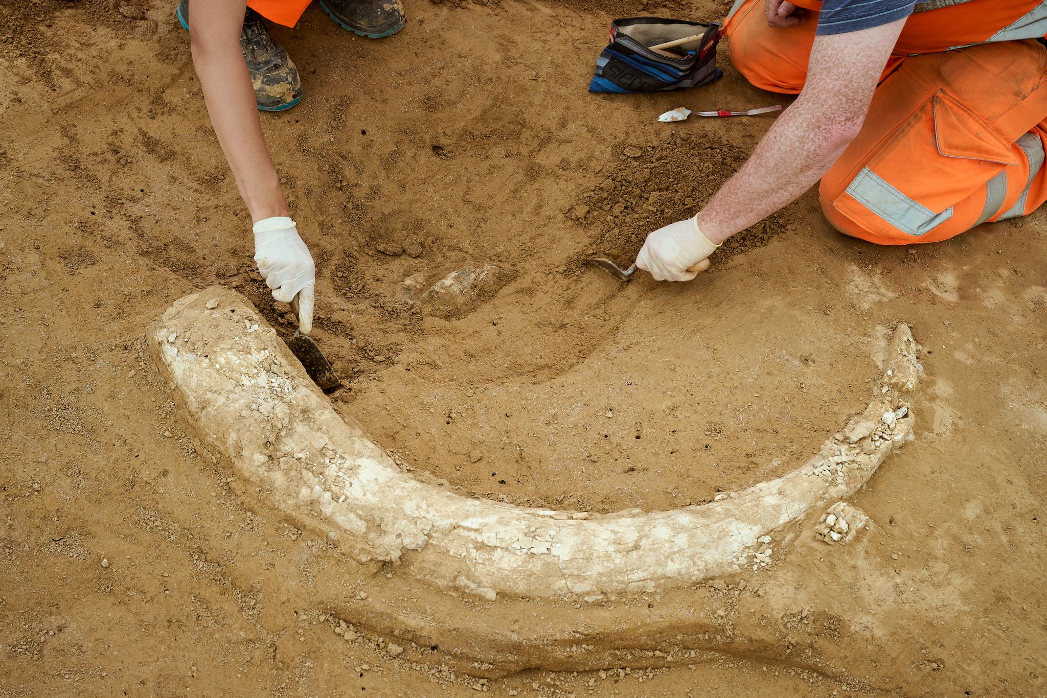 Der Mammutzahn ist etwa 1,20 Meter lang.