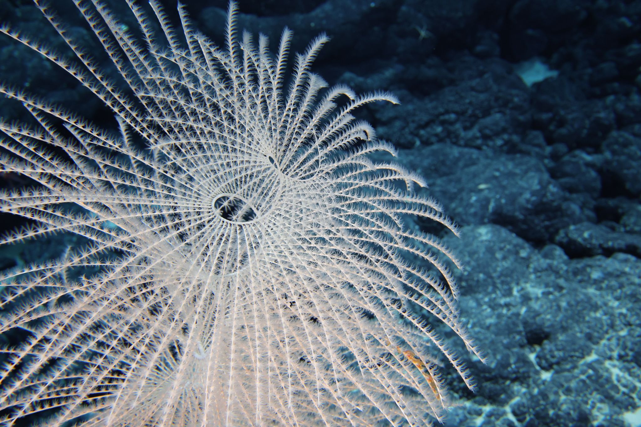 Die Tiefsee steckt voller erstaunlicher Kreaturen.