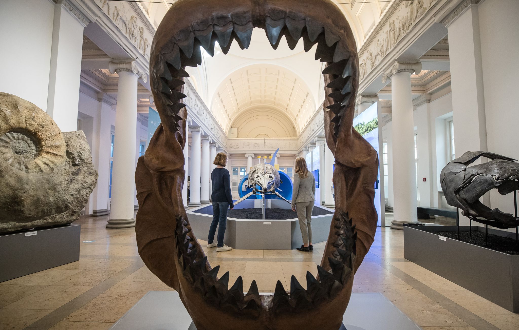Ins riesige Maul des Megalodon passte so ziemlich jedes andere Meereslebewesen. (Archivbild)