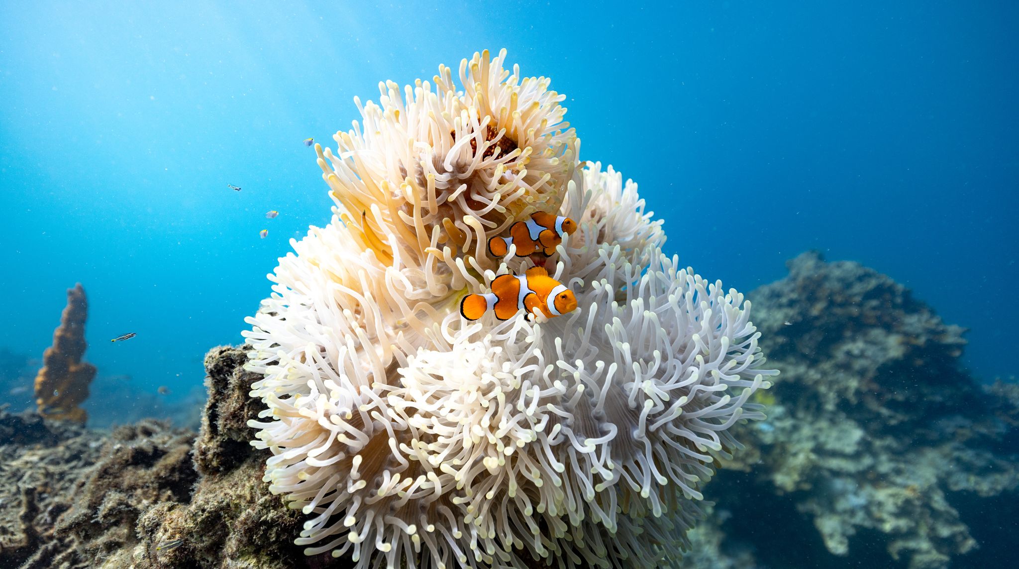 Bei Hitzewellen beginnen Clownfische zu schrumpfen.