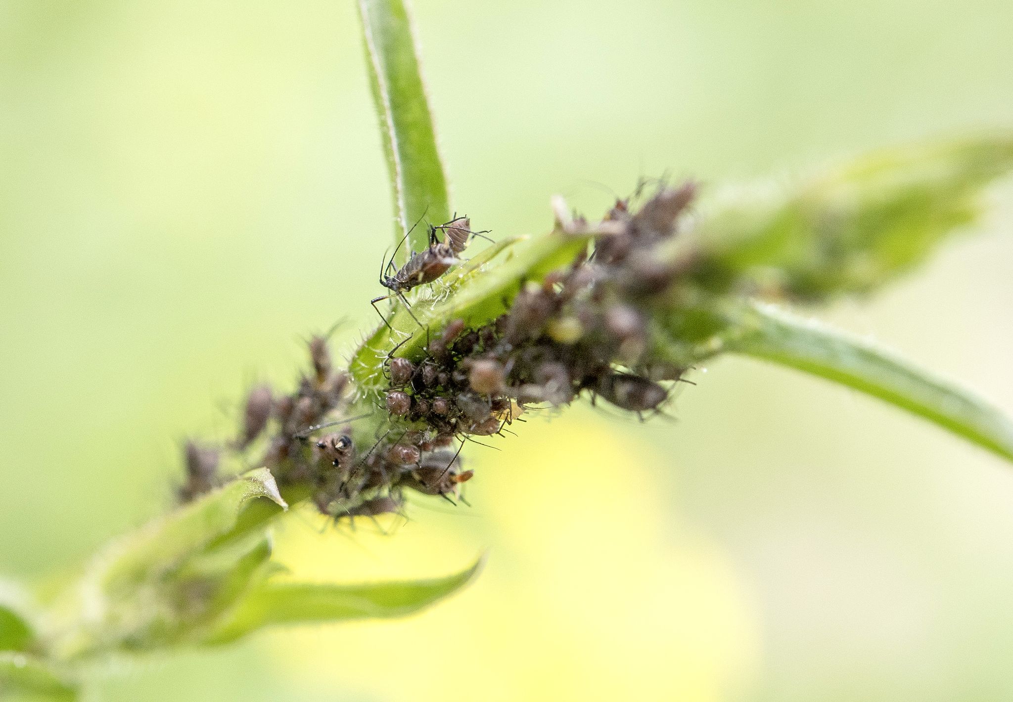 Gefräßige Krabbler: Blattläuse können Pflanzen schaden.