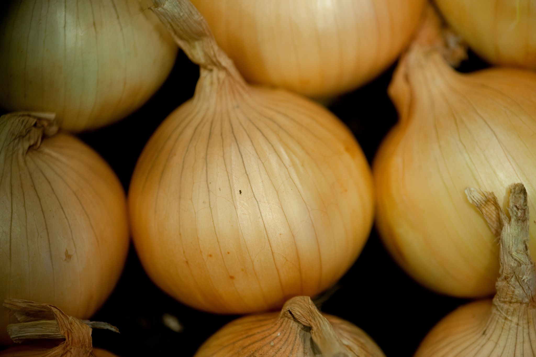 So makellos bleibt die Hülle nicht ewig: Auch Zwiebeln können keimen.