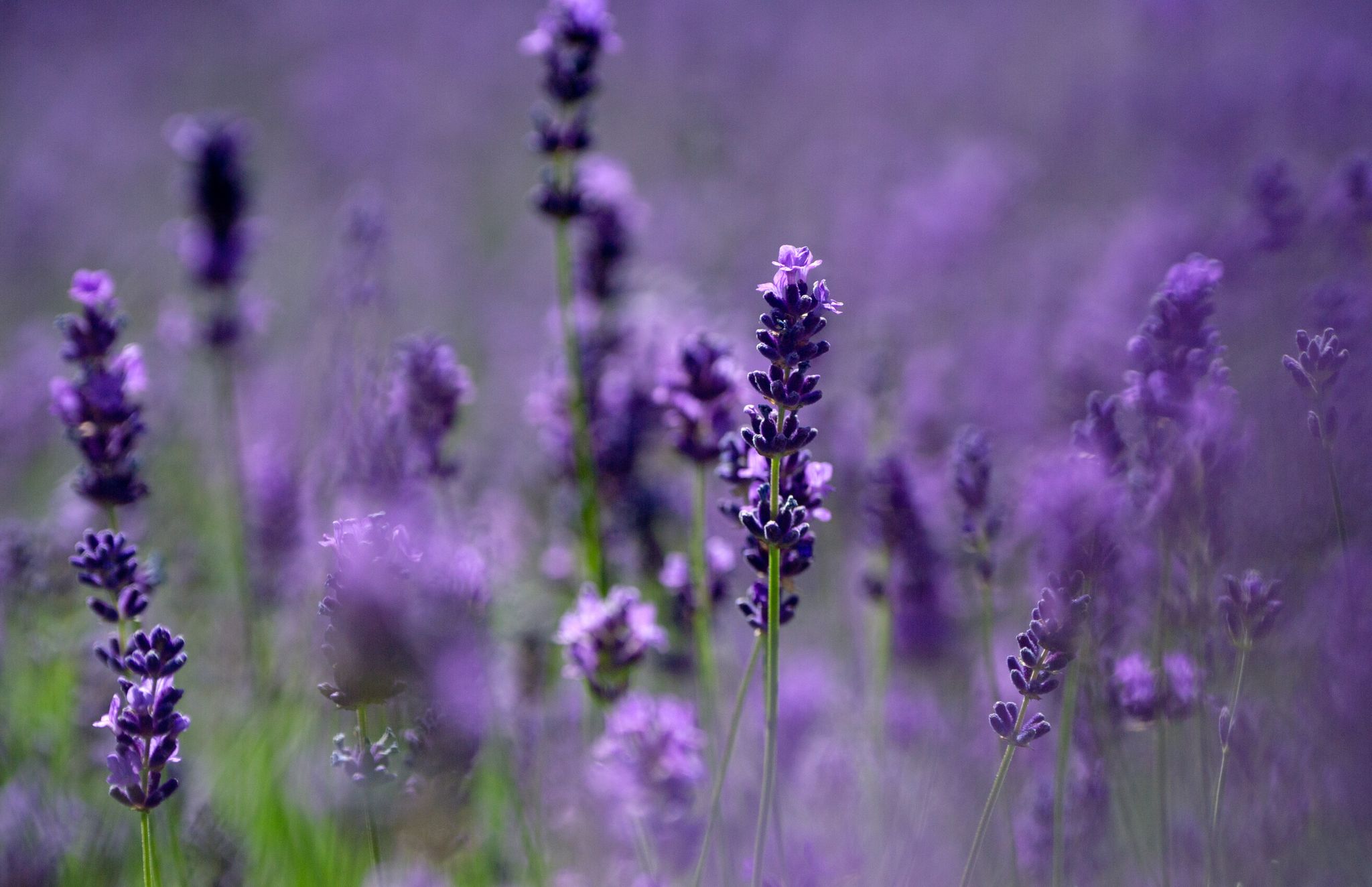 Lavendel benötigt einen sonnigen, windgeschützten Standort und einen durchlässigen Boden.
