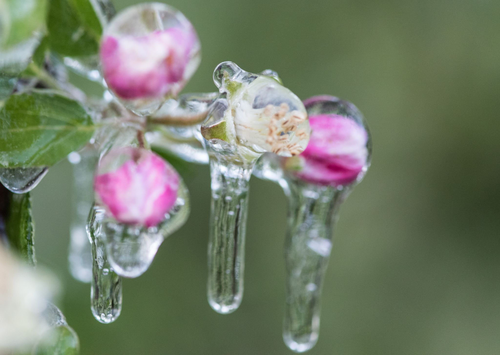 Die Blüten von Obstbäumen wie Apfel sind empfindlich gegenüber Spätfrösten im Mai.