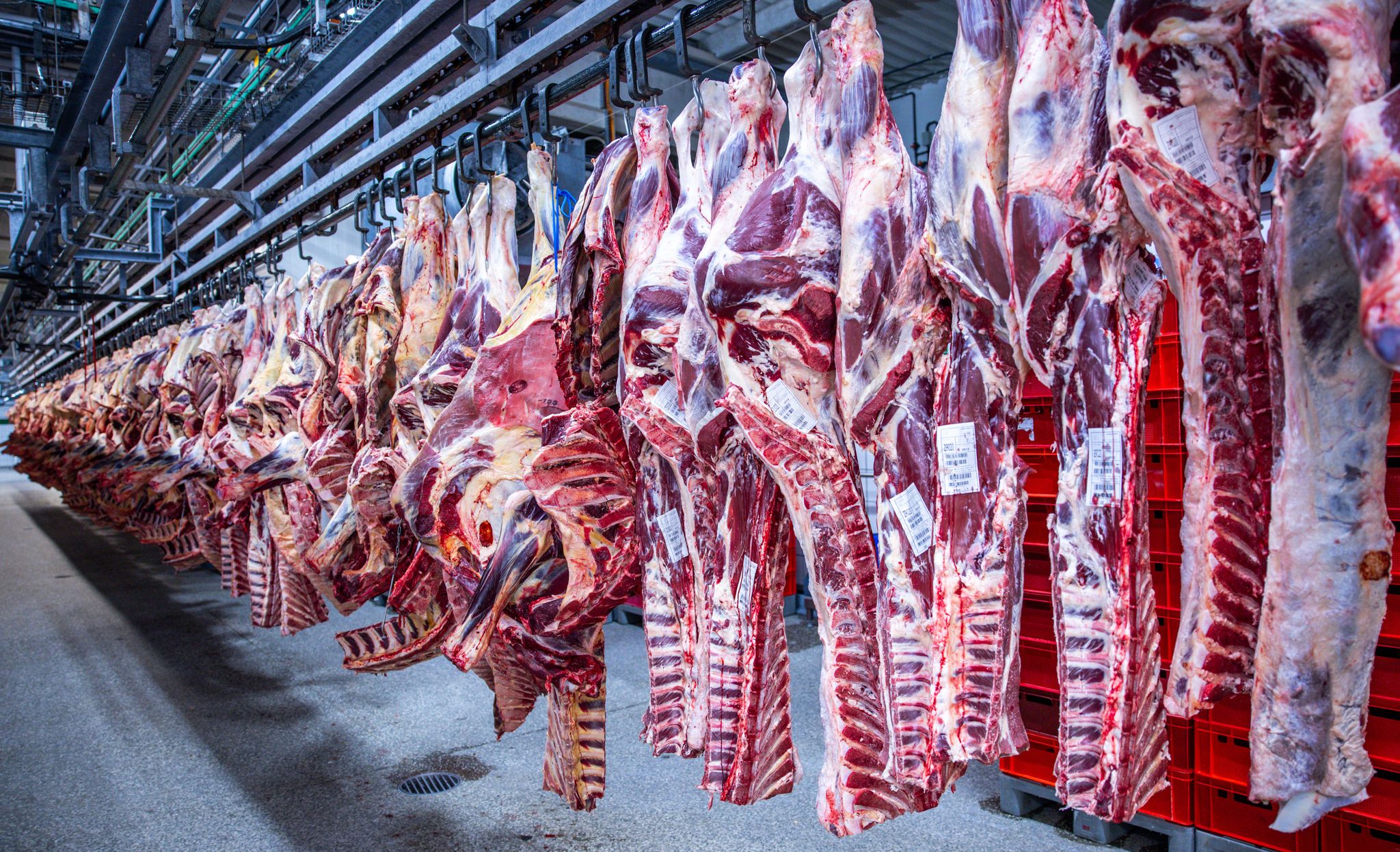 Nach Jahren rückläufiger Schlachtungen ist die Zahl der Schweineschlachtungen im vergangenen Jahr wieder leicht gestiegen. (Archivfoto)
