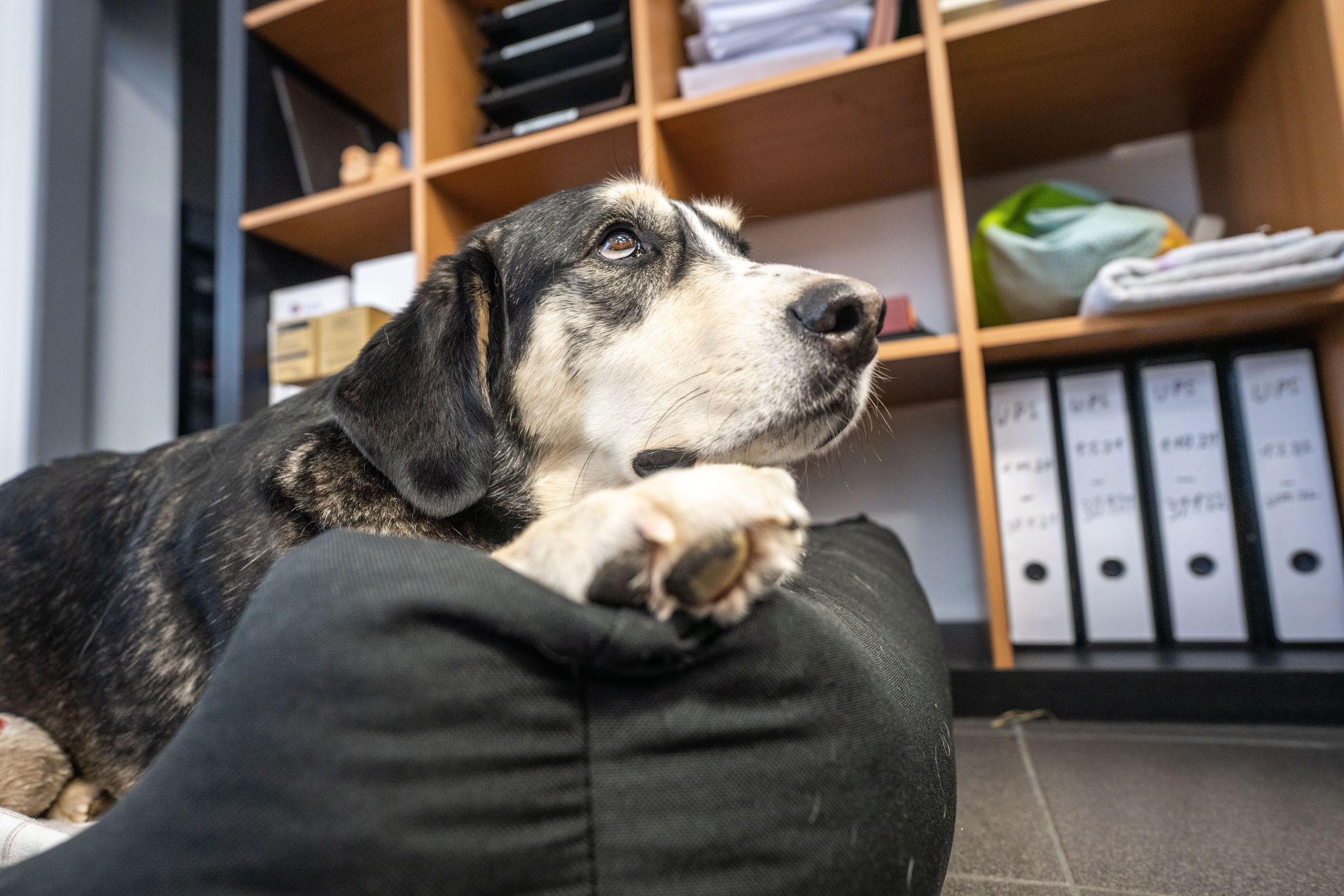 Wer seinen Hund mit zur Arbeit bringen möchte, braucht eine ausdrückliche Genehmigung des Arbeitgebers.