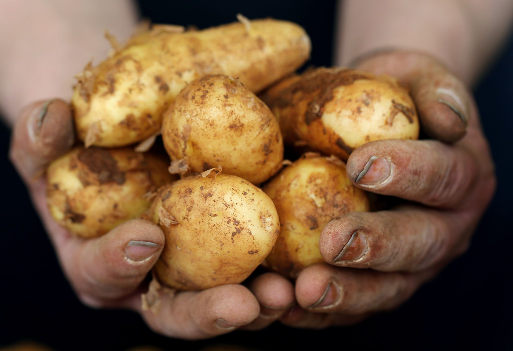 Mit oder ohne Schale: Die zarte Hülle kann bei frischen Knollen gerne mitgegessen werden.