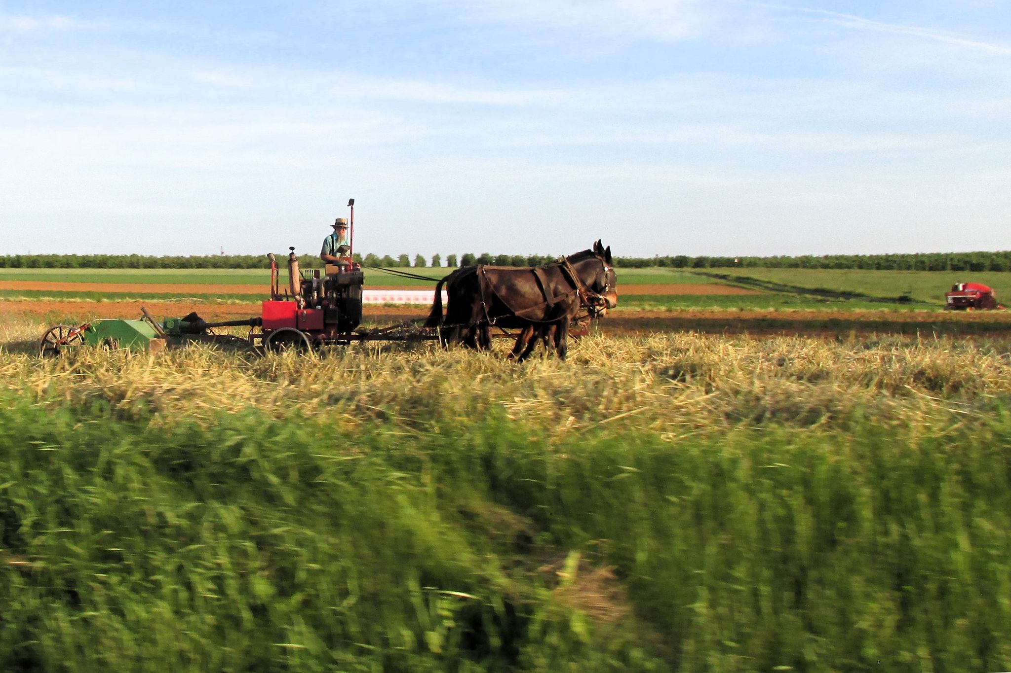 Heu machen mit einem Maultiergespann: ein amischer Bauer auf einem Feld in Lancaster County, Pennsylvania.